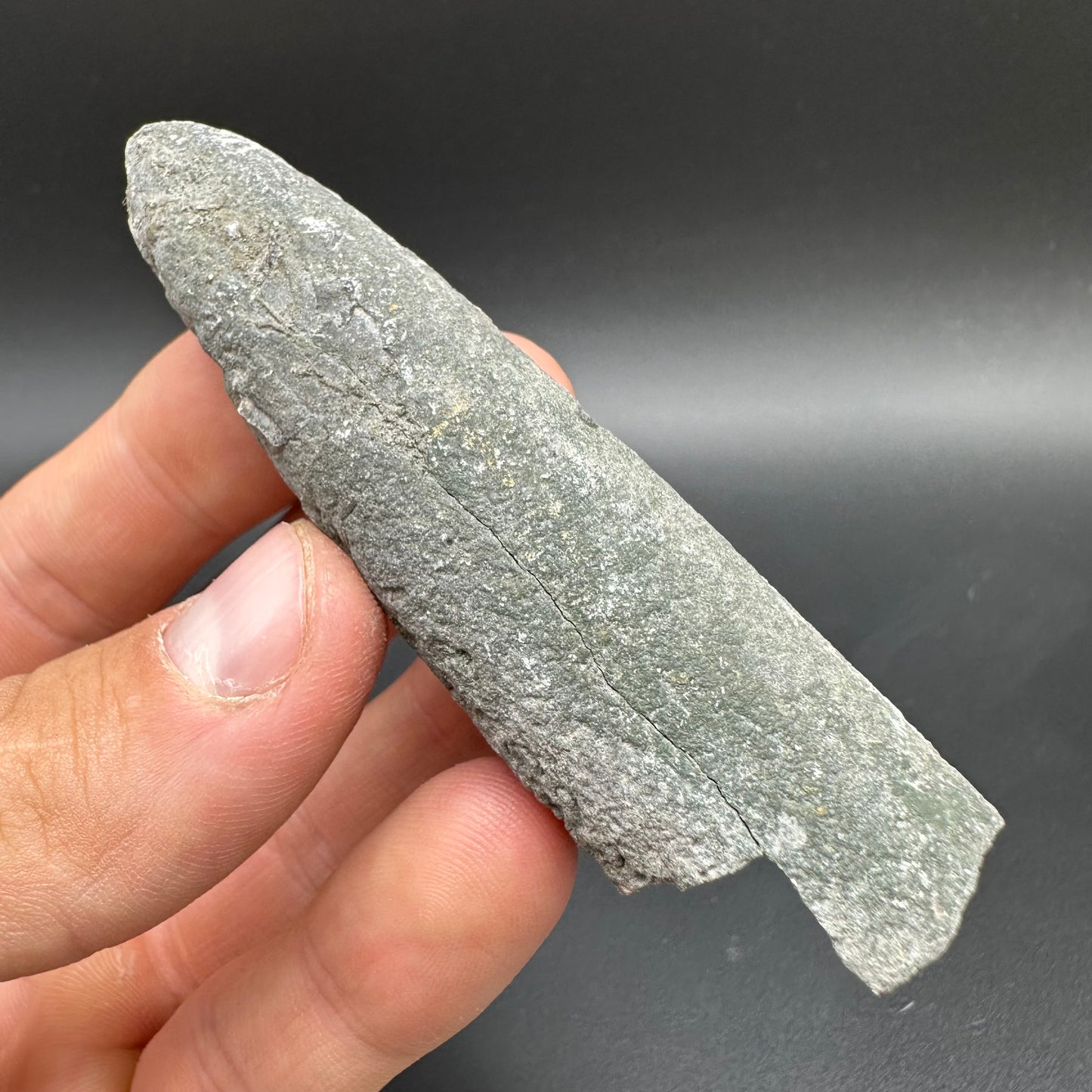 Belemnite (Fossil Squid) shell fossil - Whitby, North Yorkshire Jurassic Coast Yorkshire Fossils
