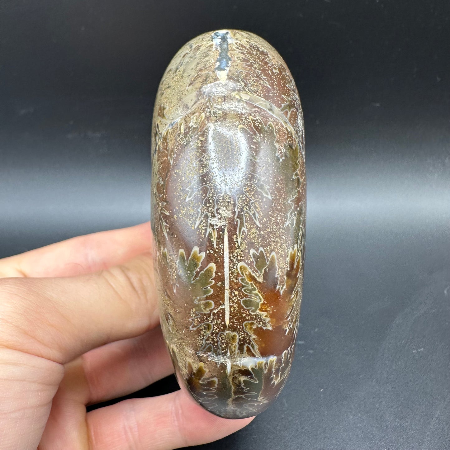 Puzosia Ammonite Fossil With Box And Stand - Cretaceous Ammonite Madagascar