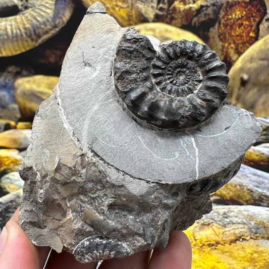 Pleuroceras paucicostatum ammonite fossil - Whitby, North Yorkshire