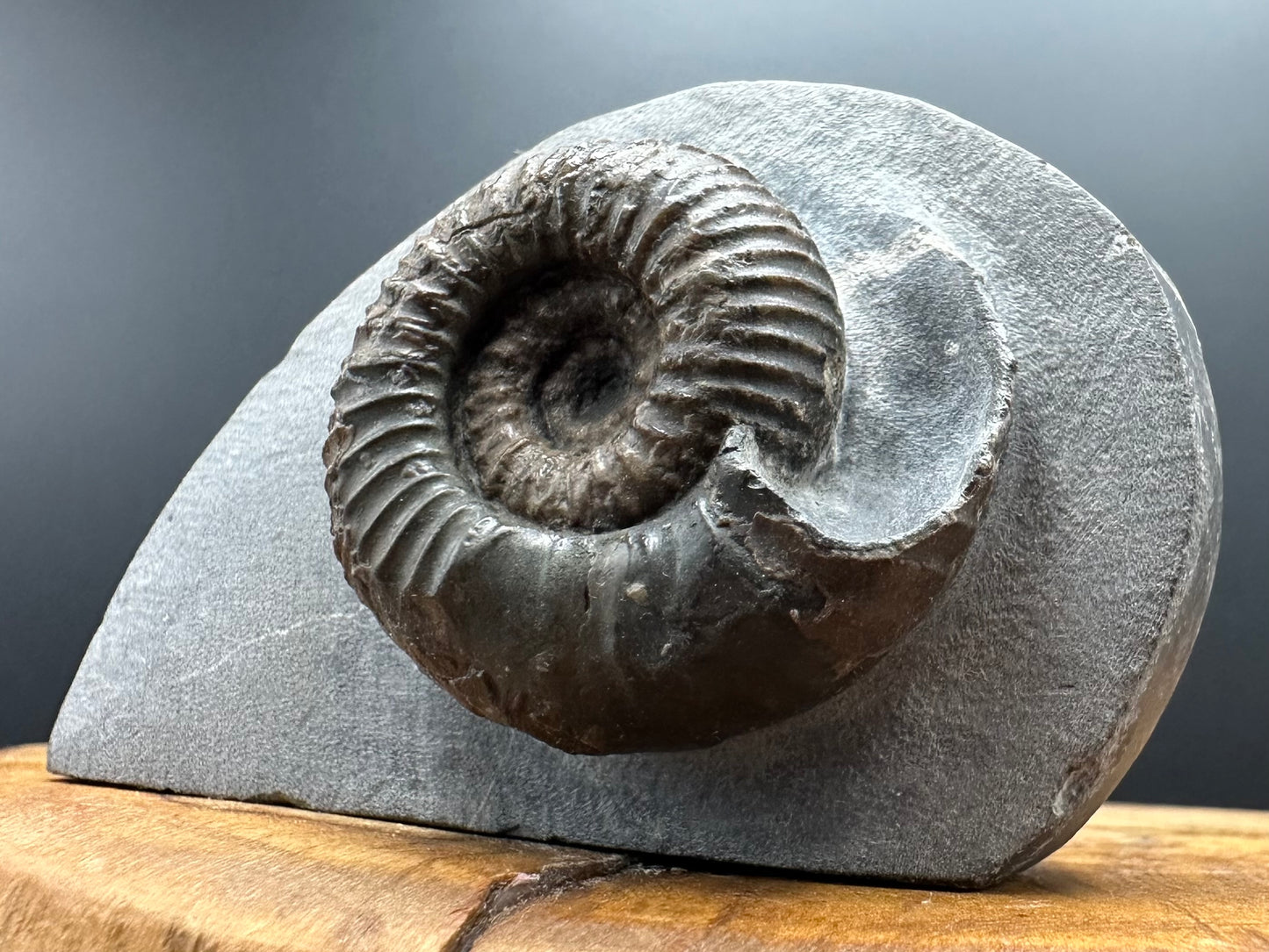 Nodicoeloceras Sp. Ammonite Fossil With Box And Stand - Whitby, North Yorkshire Jurassic Coast Yorkshire Fossils