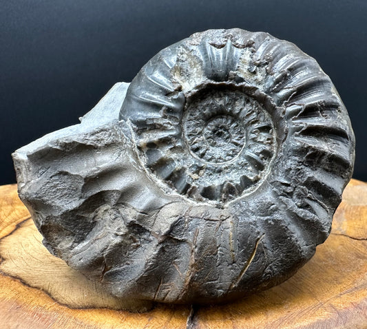 Aegasteroceras sagittarium ammonite fossil with box and stand - Whitby, North Yorkshire Jurassic Coast Yorkshire Fossils