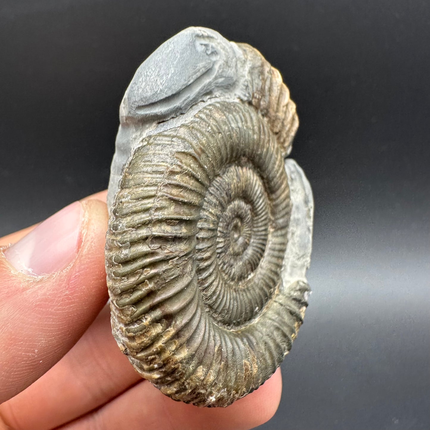 Hydra Snakestone Ammonite Fossil With Bag/Box And Stand - Whitby, North Yorkshire Jurassic Coast Yorkshire Fossils