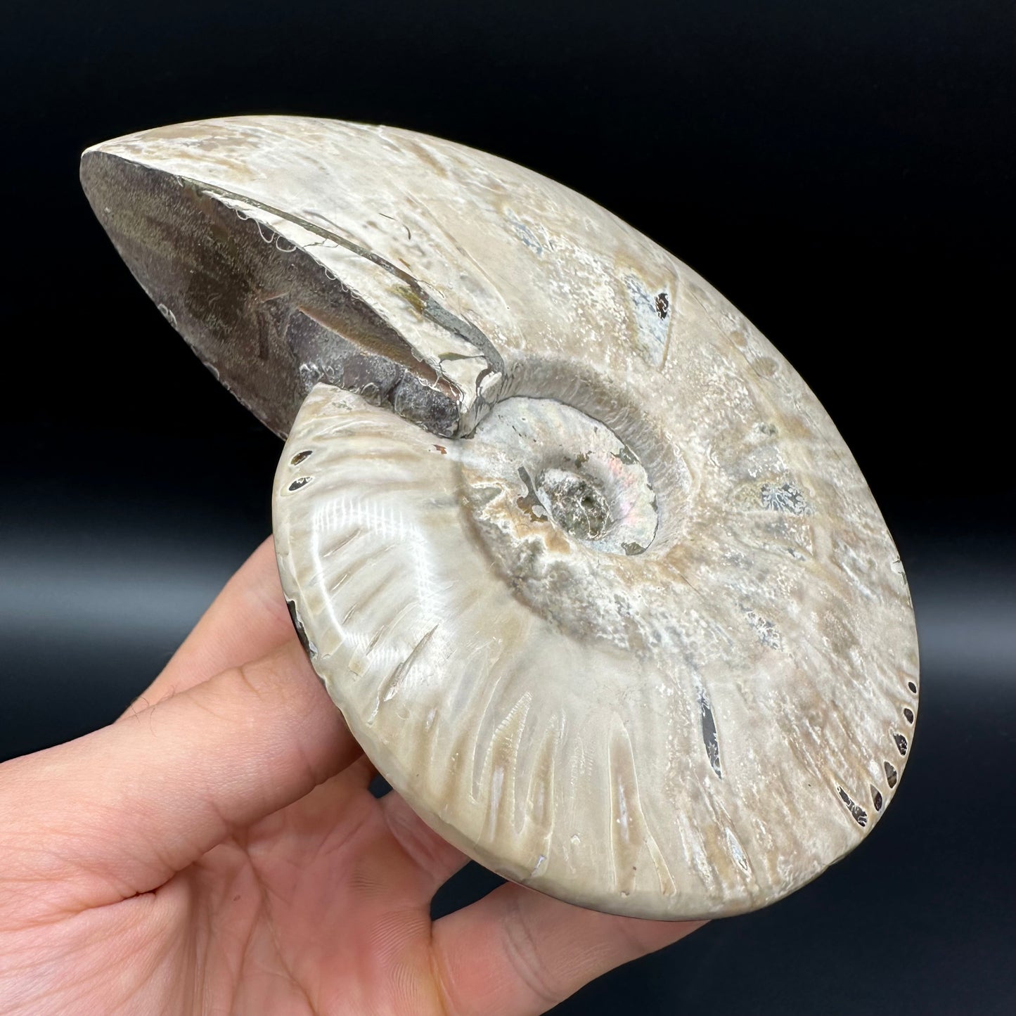 Cleoniceras Ammonite Fossil With Stand - Cretaceous Ammonite Madagascar
