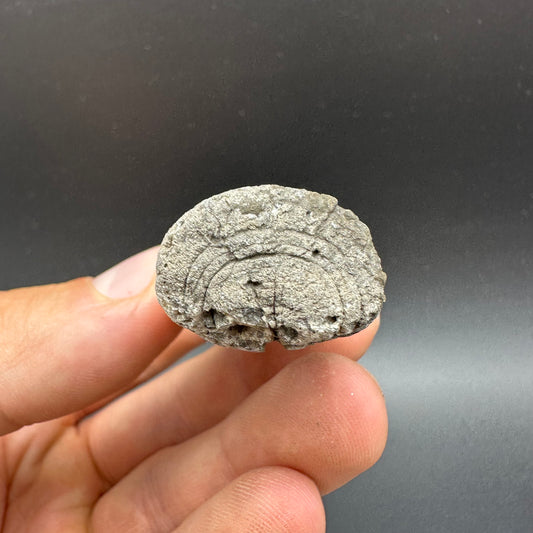 Belemnite (Fossil Squid) shell fossil - Whitby, North Yorkshire Jurassic Coast Yorkshire Fossils