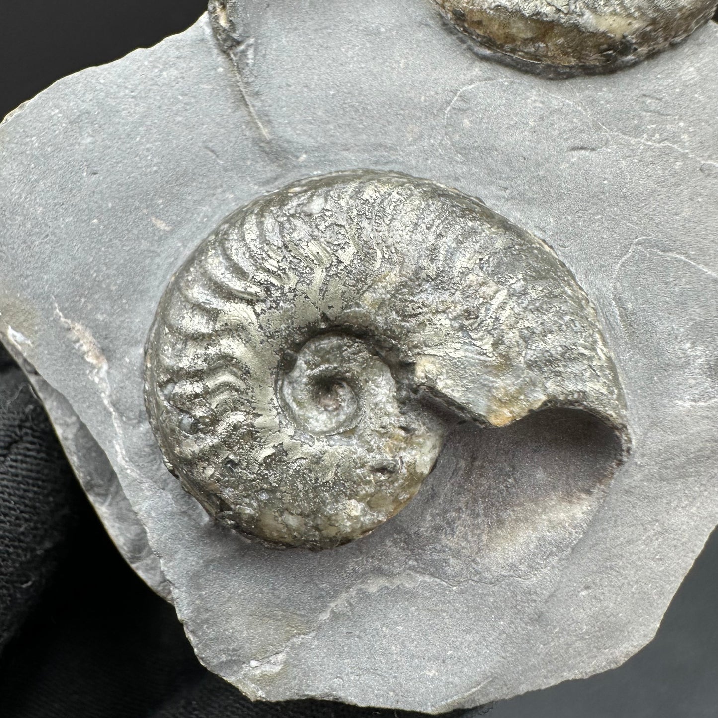 Golden Harpoceras Sp. Ammonite fossil with box and stand - Whitby, North Yorkshire Jurassic Coast Yorkshire Fossils