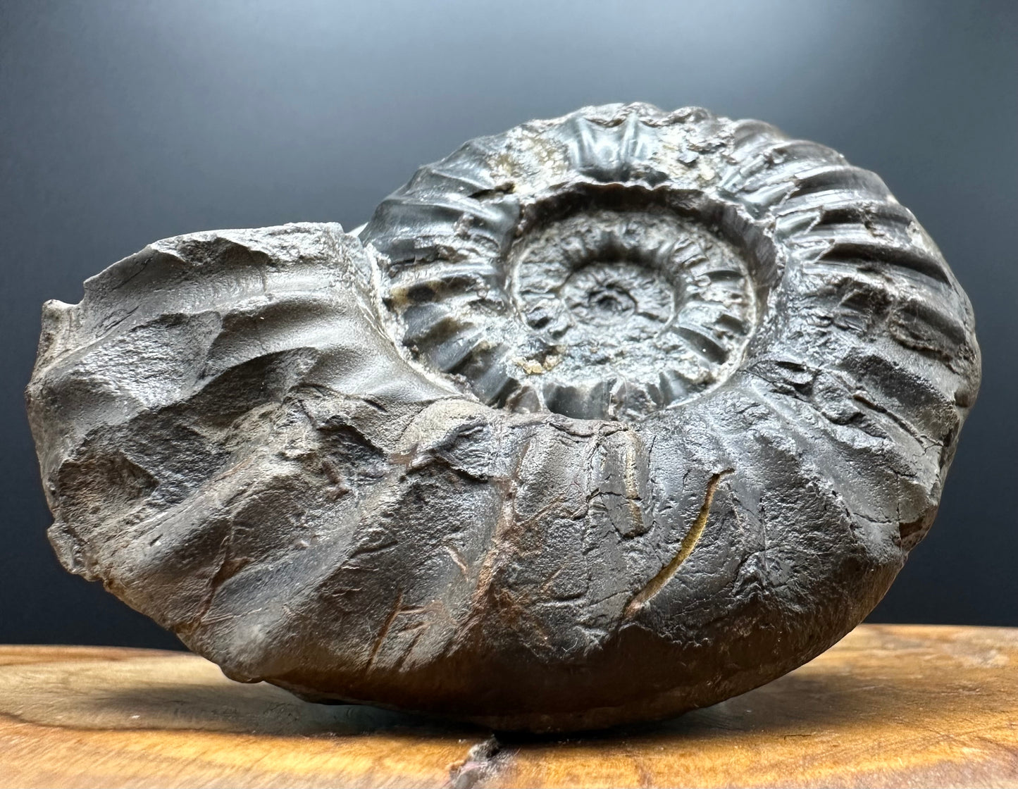 Aegasteroceras sagittarium ammonite fossil with box and stand - Whitby, North Yorkshire Jurassic Coast Yorkshire Fossils
