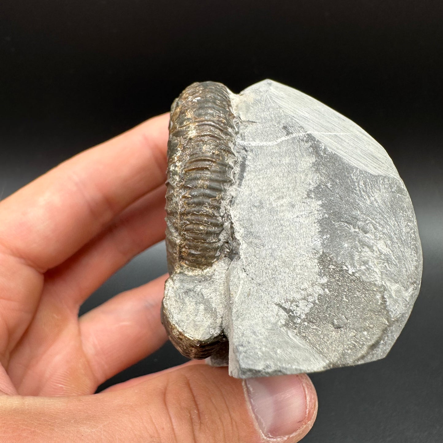 Dactylioceras Ammonite Fossil With Box And Stand - Whitby, North Yorkshire Jurassic Coast Yorkshire Fossils