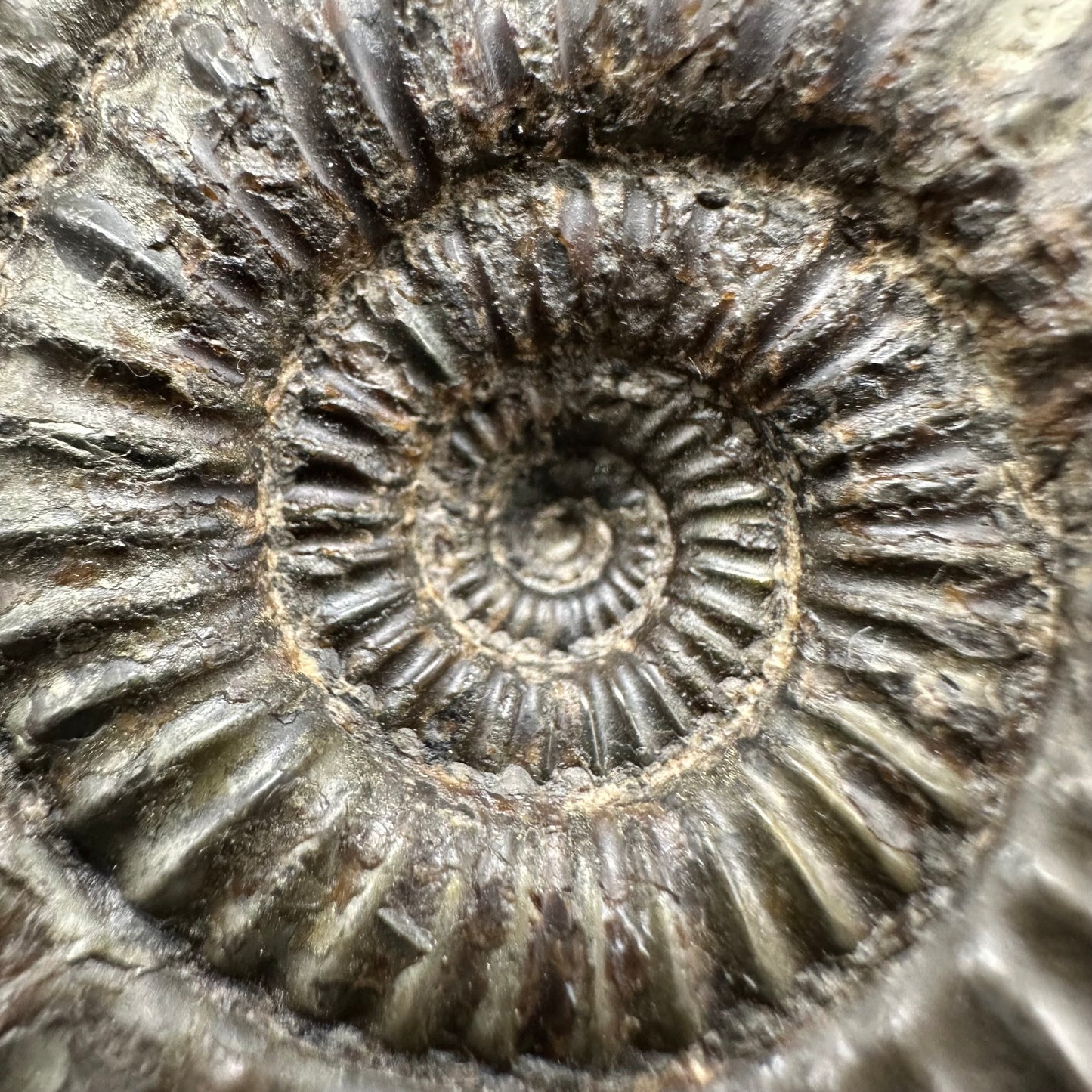 Catacoeloceras Sp. ammonite fossil with box and stand- Whitby, North Yorkshire Jurassic Coast Yorkshire Fossils