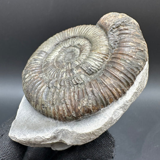 Dactylioceras Ammonite Fossil With Box And Stand - Whitby, North Yorkshire Jurassic Coast Yorkshire Fossils