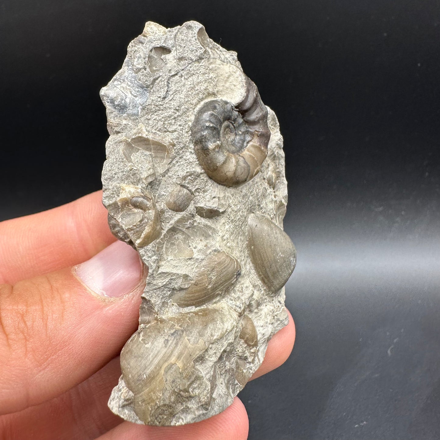 Agassiceras sp. ammonite fossil with box and stand - Whitby, North Yorkshire Jurassic Coast Yorkshire Fossils