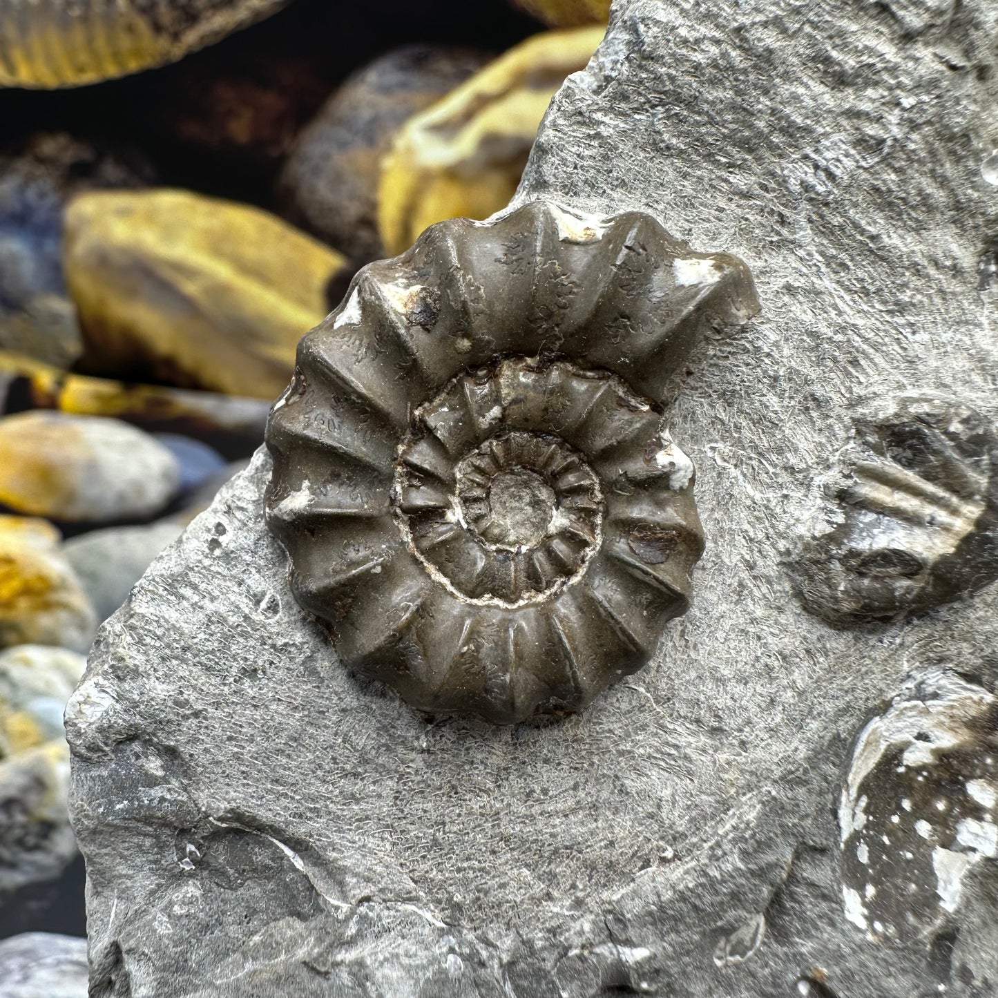 Androgynoceras Maculatum ammonite fossil - Whitby, North Yorkshire