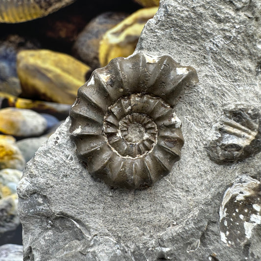 Androgynoceras Maculatum ammonite fossil - Whitby, North Yorkshire