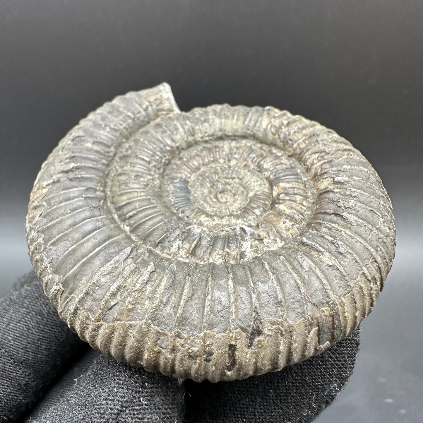 Dactylioceras Ammonite Fossil With Box And Stand - Whitby, North Yorkshire Jurassic Coast Yorkshire Fossils