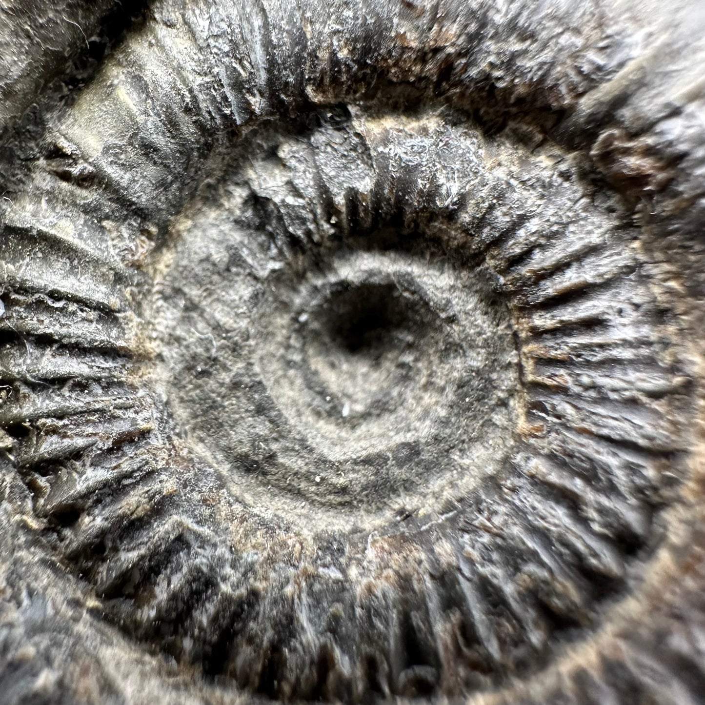 Dactylioceras Ammonite Fossil With Box And Stand - Whitby, North Yorkshire Jurassic Coast Yorkshire Fossils