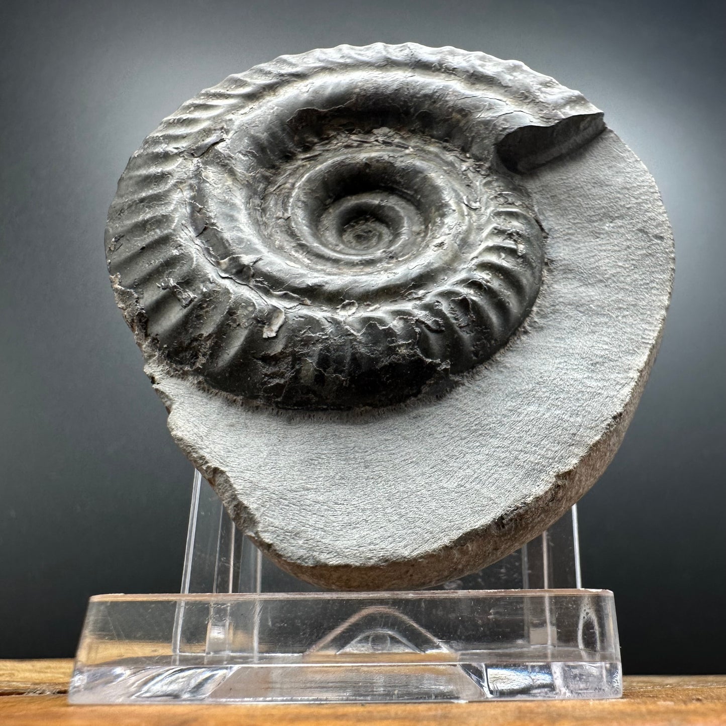 Hildoceras Bifrons Ammonite fossil with box and stand - Whitby, North Yorkshire Jurassic Coast, Yorkshire Fossils from the Jurassic Coast