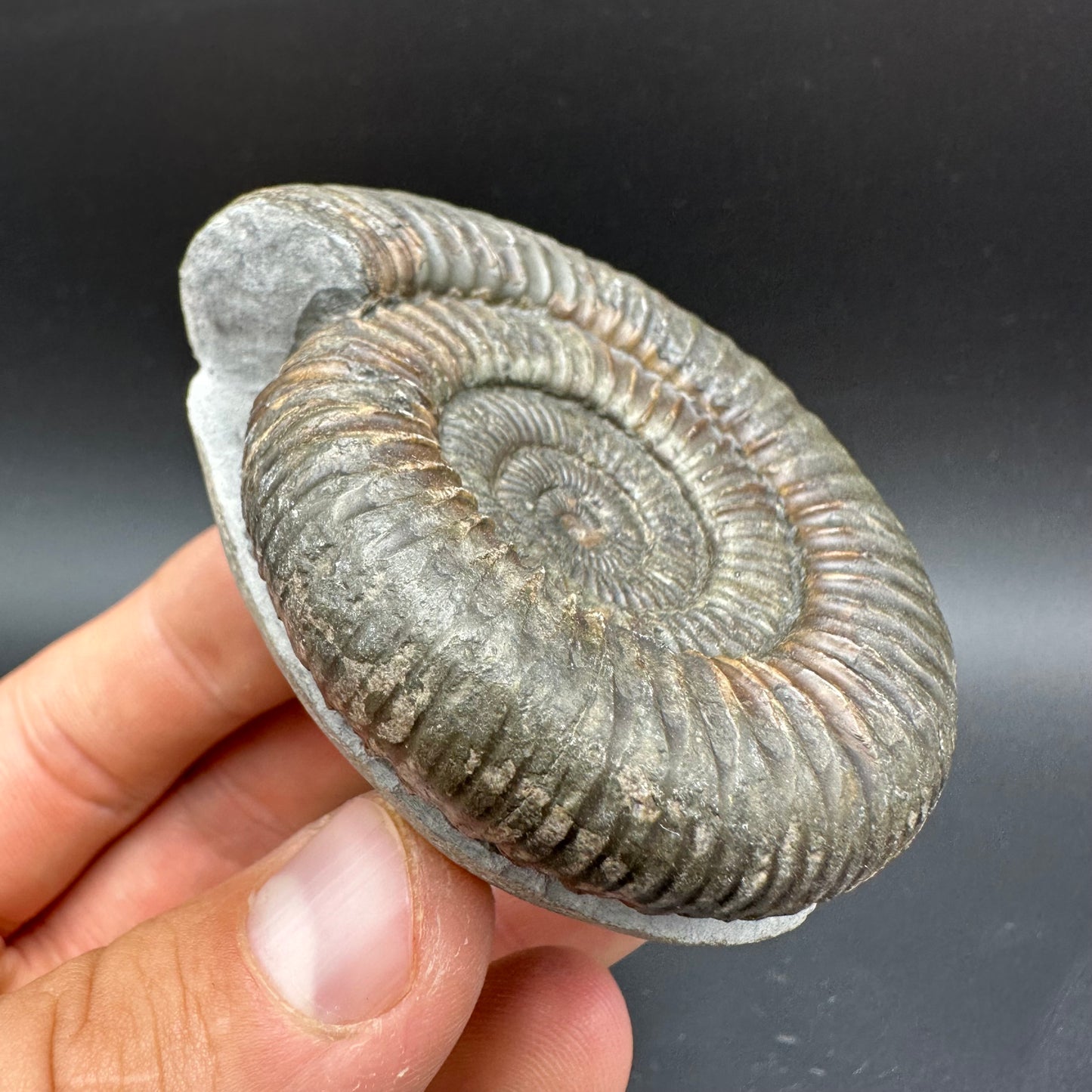 Dactylioceras Ammonite Fossil With Box And Stand - Whitby, North Yorkshire Jurassic Coast Yorkshire Fossils