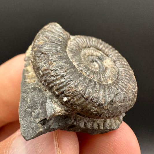 Dactylioceras Ammonite Fossil Gift Set - Whitby, North Yorkshire Jurassic Coast Yorkshire Fossils