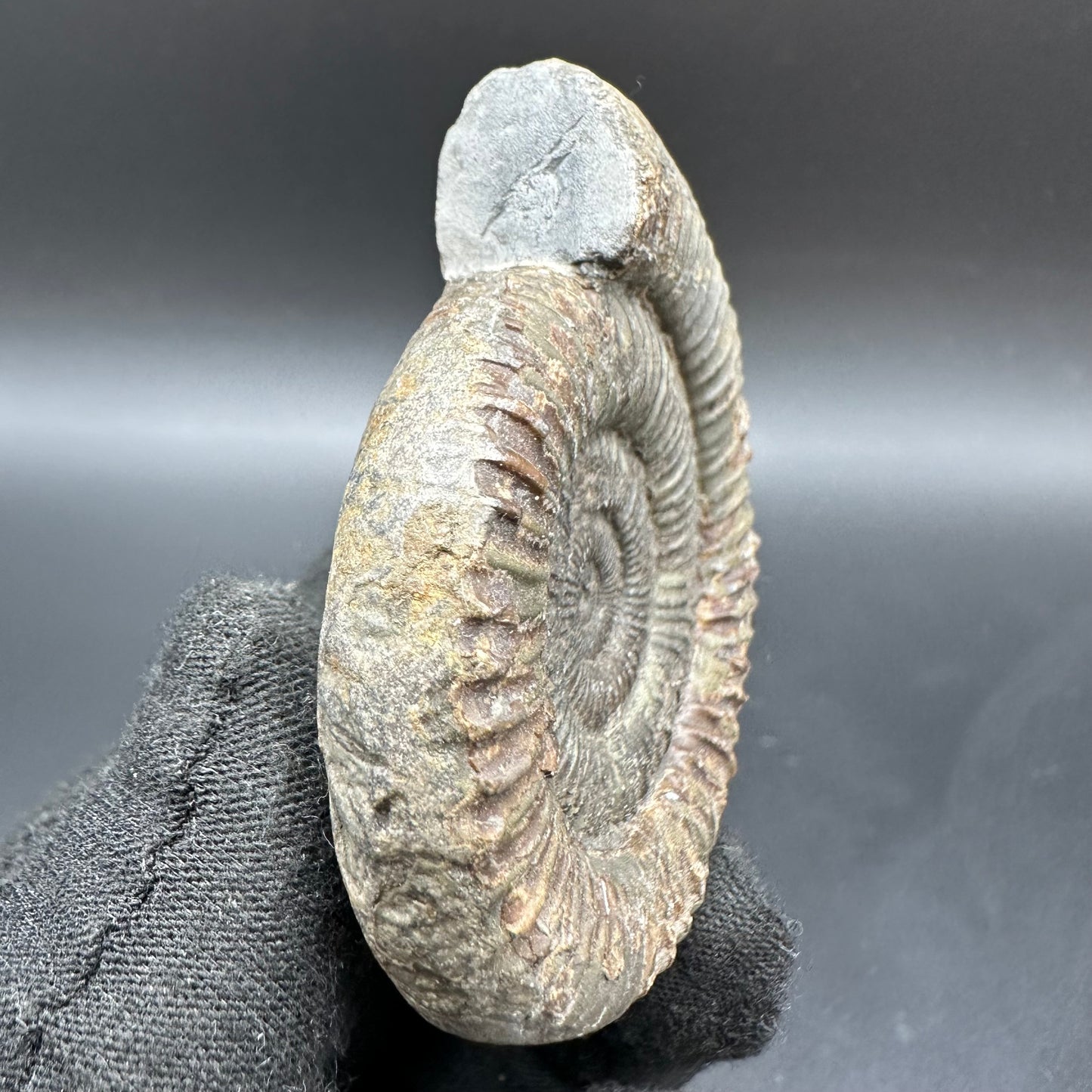 Dactylioceras Ammonite Fossil With Box And Stand - Whitby, North Yorkshire Jurassic Coast Yorkshire Fossils