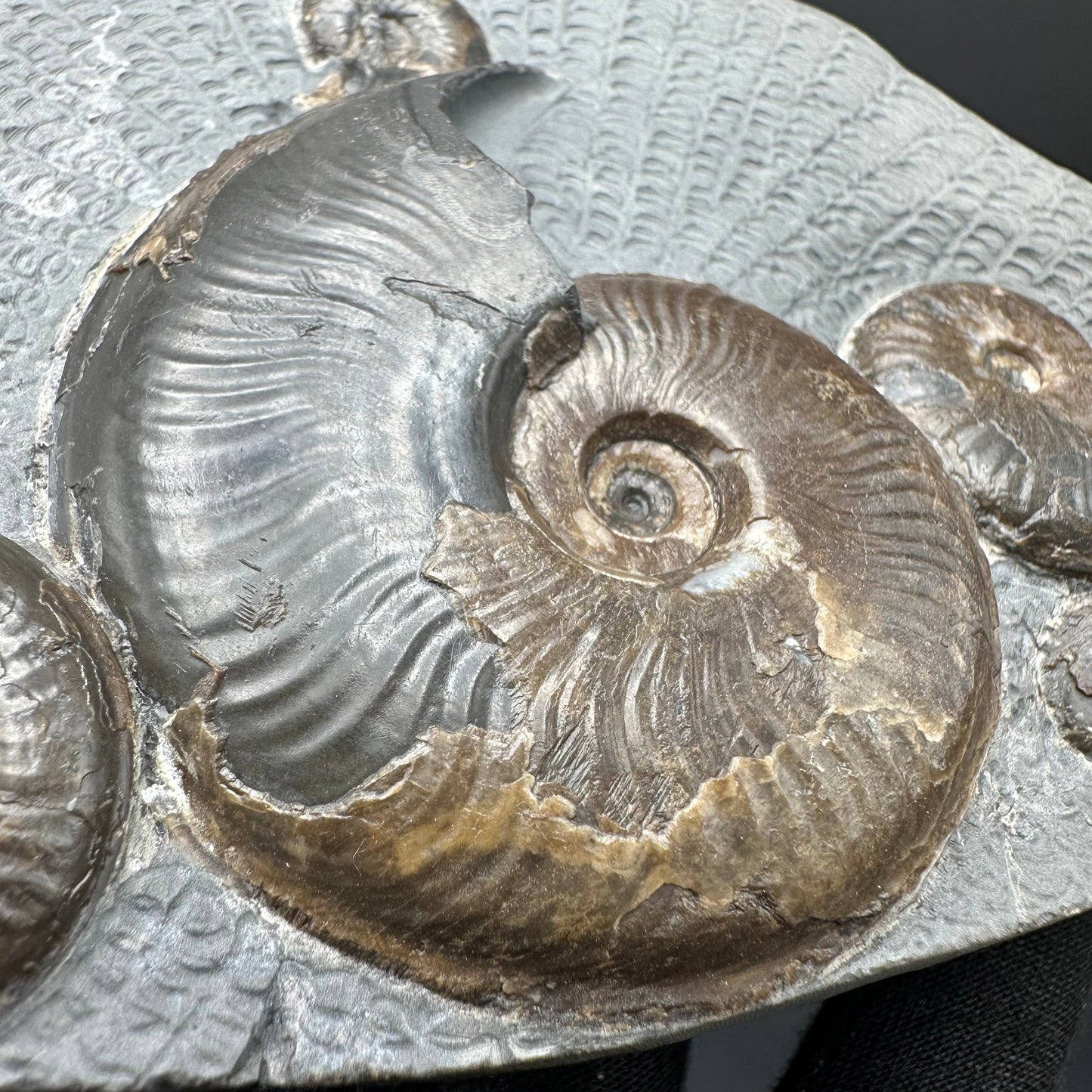 Eleganticeras Elegantulum ammonite fossil with stand - Whitby, North Yorkshire Jurassic Coast, Yorkshire Fossils