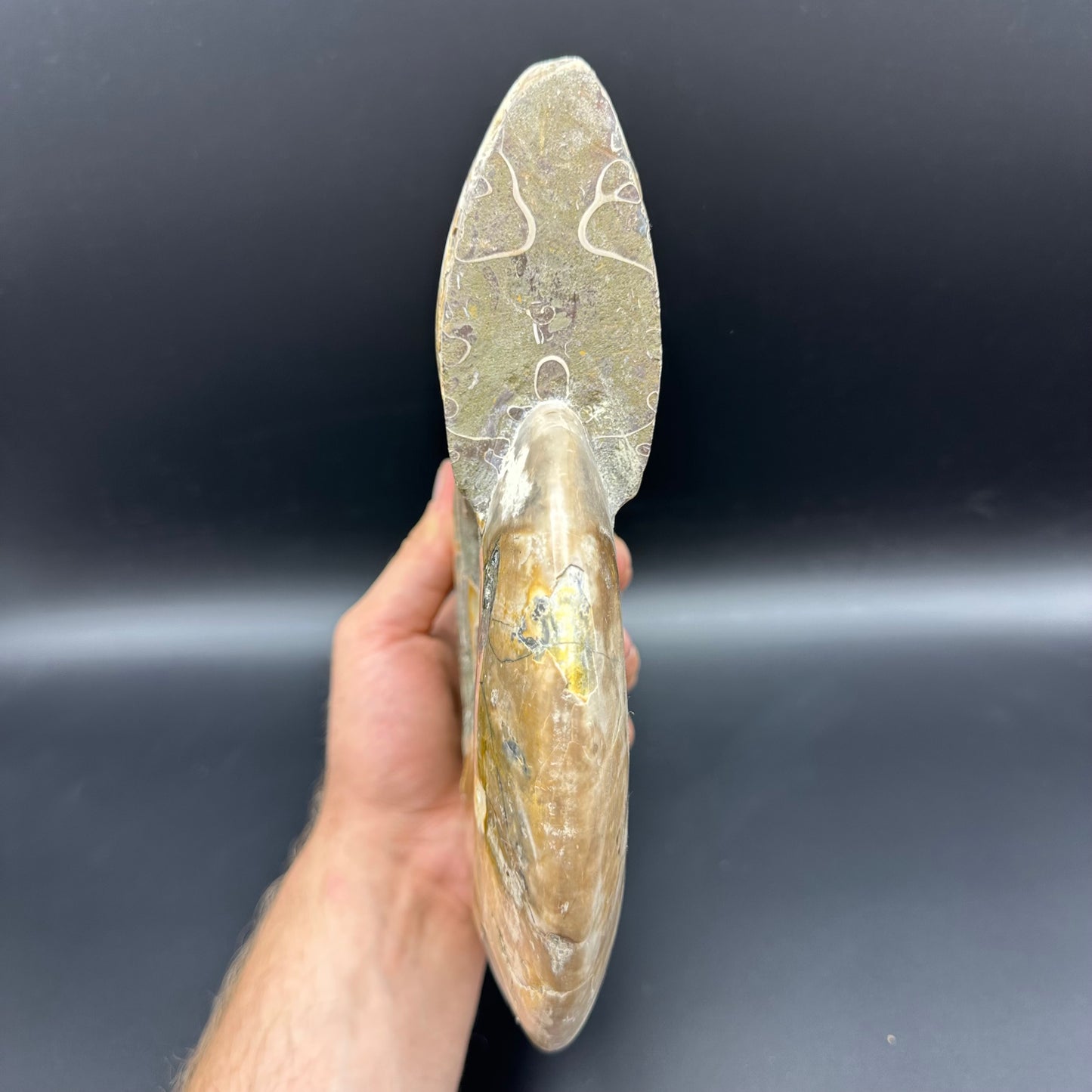 Cleoniceras Ammonite Fossil With Stand - Cretaceous Ammonite Madagascar