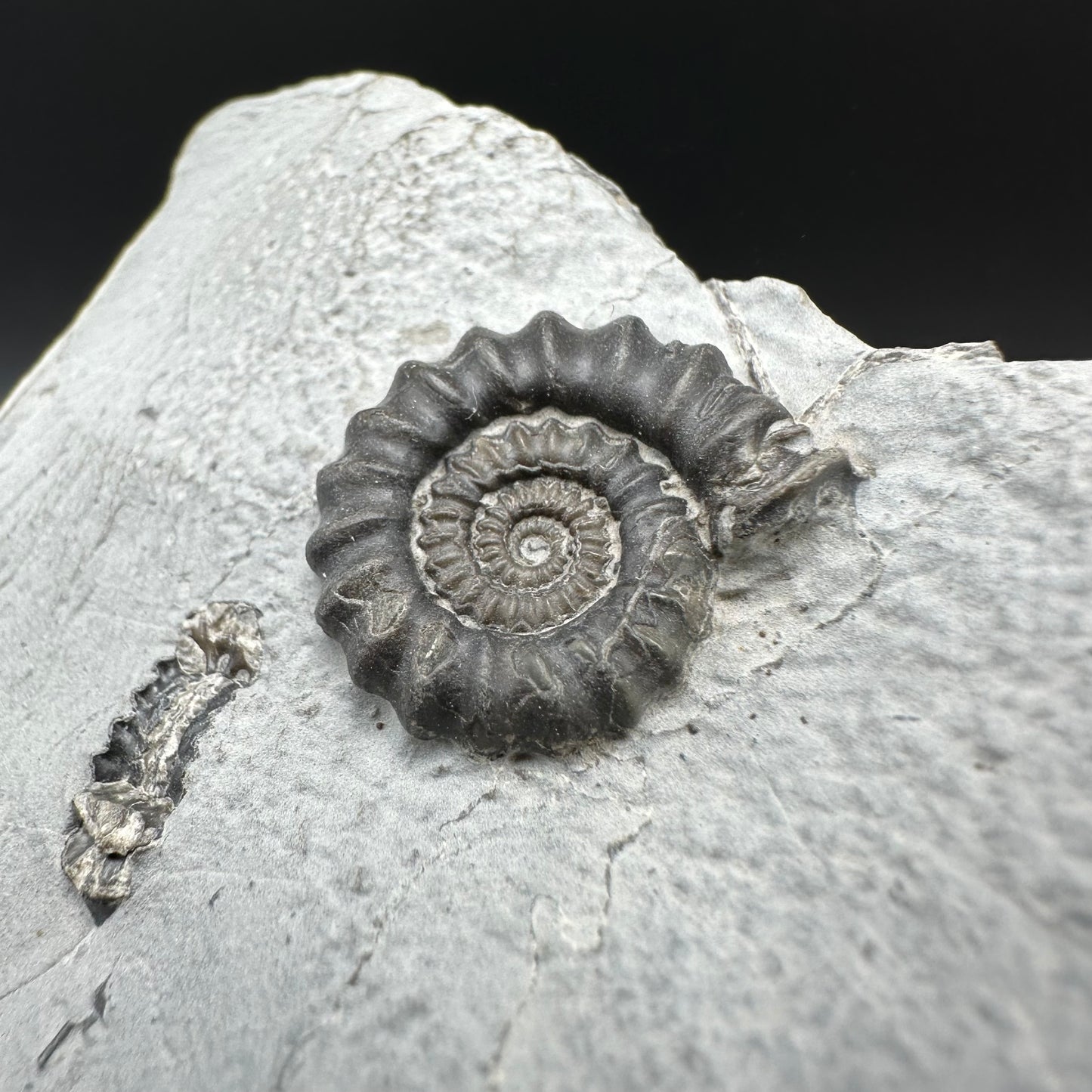 Gagaticeras Ammonite fossil with box and stand - Whitby, North Yorkshire Jurassic Coast Yorkshire Fossils