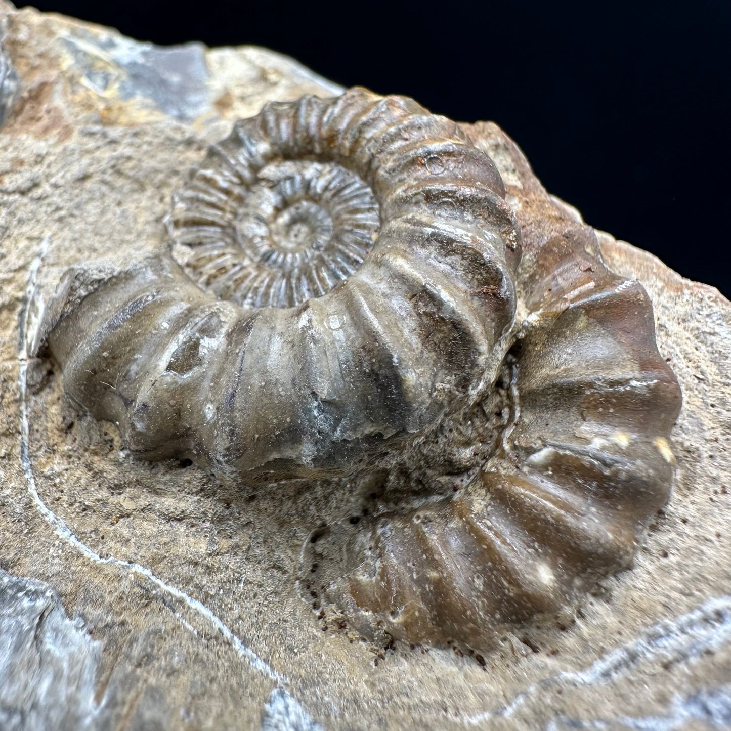 Androgynoceras capricornus Ammonite fossil with box and stand - Whitby, North Yorkshire Jurassic Coast Yorkshire Fossils