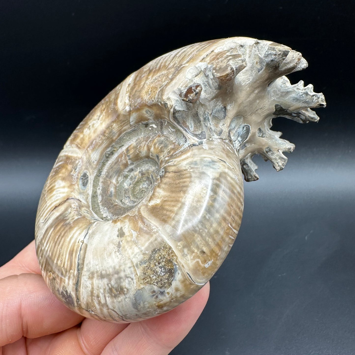 Puzosia Ammonite Fossil With Box And Stand - Cretaceous Ammonite Madagascar