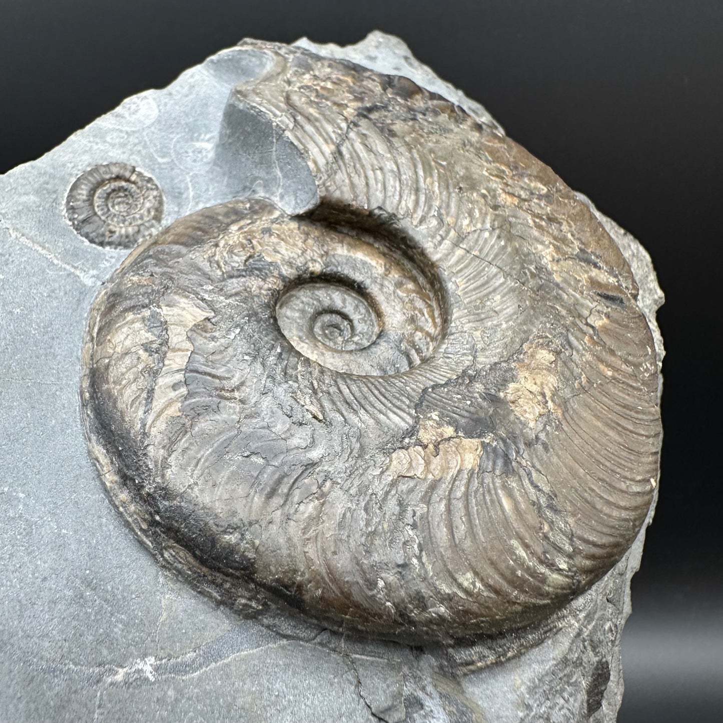 Harpoceras Sp. Ammonite fossil with stand - Whitby, North Yorkshire Jurassic Coast Yorkshire Fossils
