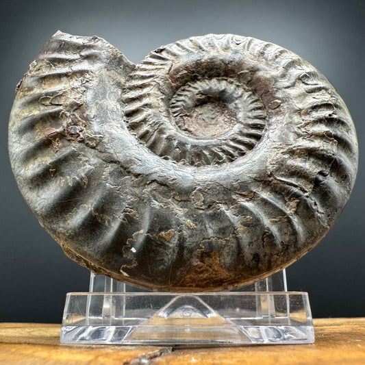 Hildoceras lusitanicum Ammonite fossil with box and stand - Whitby, North Yorkshire, Jurassic Coast, Yorkshire Fossils from the Jurassic Coast