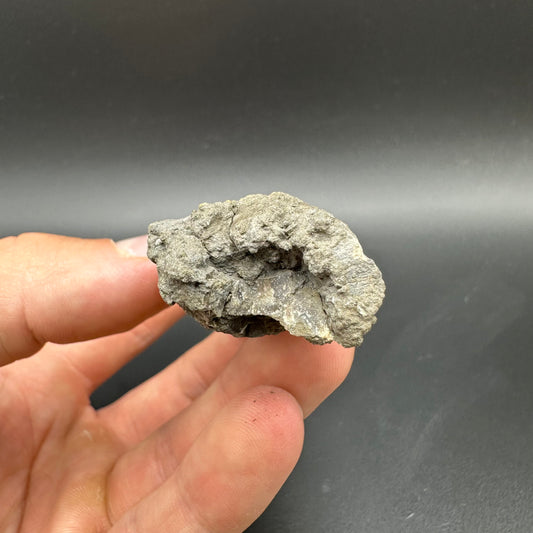 Belemnite (Fossil Squid) shell fossil - Whitby, North Yorkshire Jurassic Coast Yorkshire Fossils