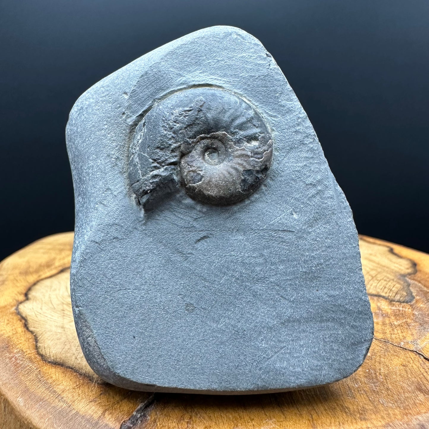 Eleganticeras Elegantulum ammonite fossil with box and stand - Whitby, North Yorkshire Jurassic Coast, Yorkshire Fossils