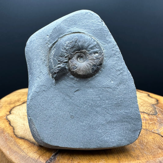 Eleganticeras Elegantulum ammonite fossil with box and stand - Whitby, North Yorkshire Jurassic Coast, Yorkshire Fossils