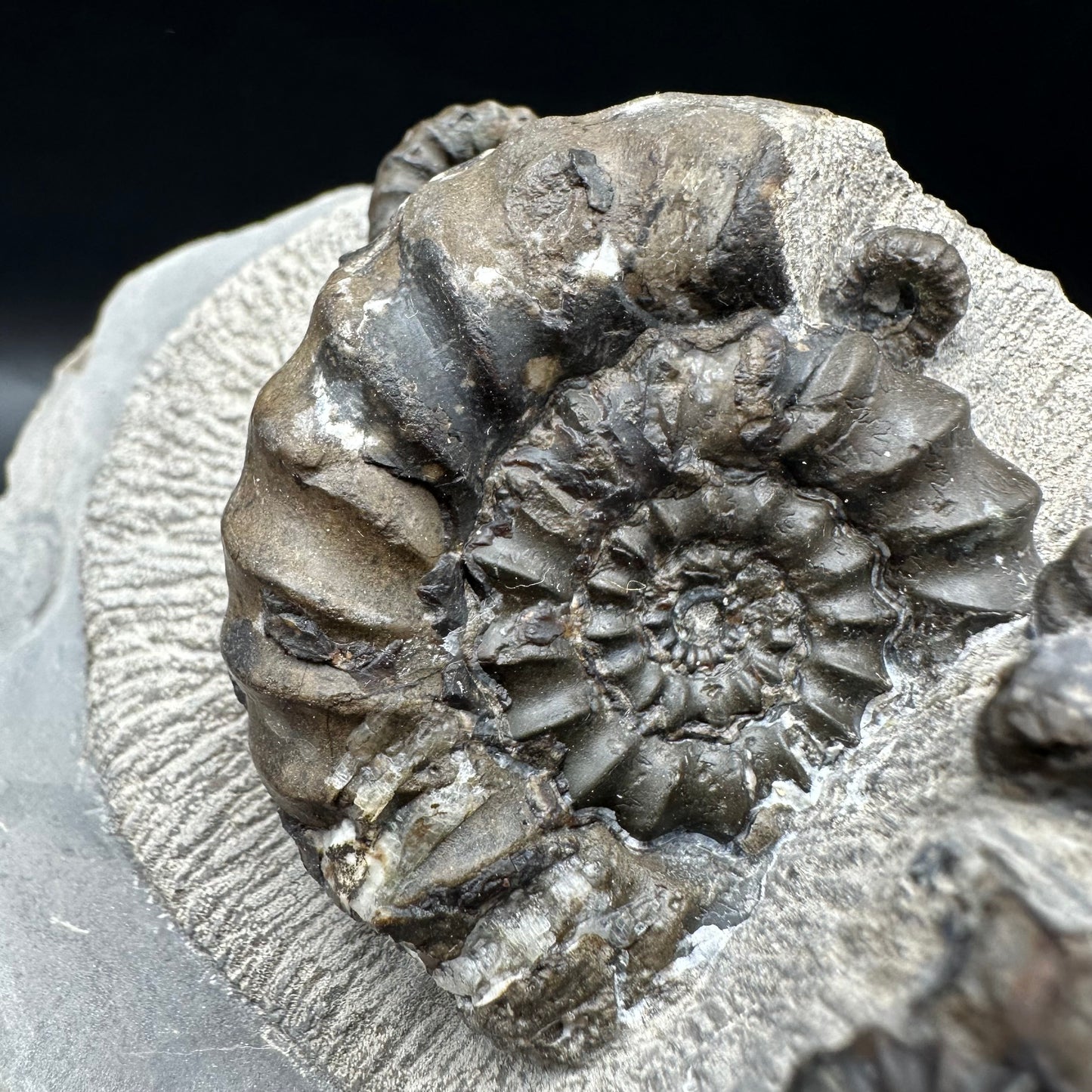Androgynoceras maculatum ammonite fossil with stand - Whitby, North Yorkshire Jurassic Coast Yorkshire Fossils