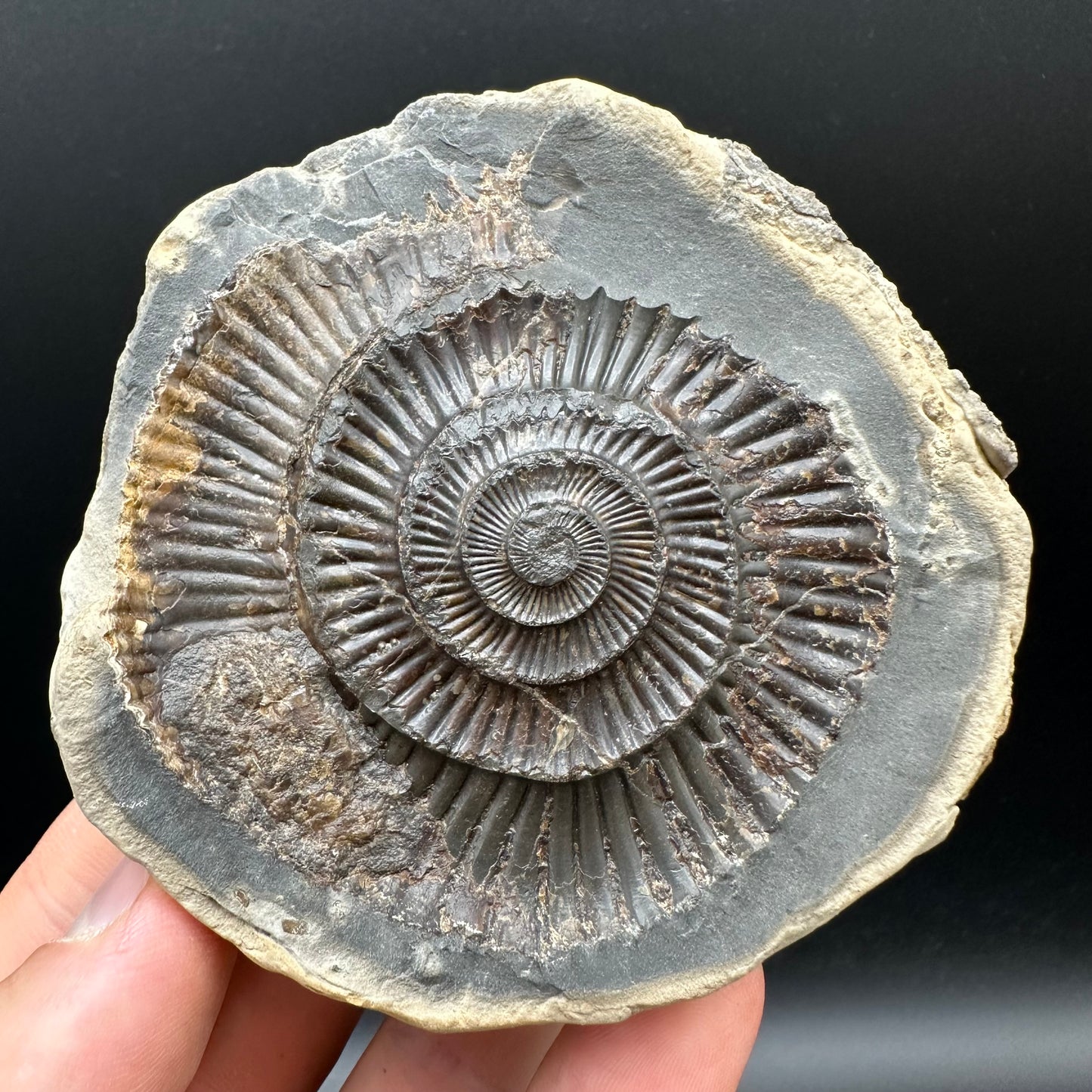 Dactylioceras Ammonite nodule (split pair) Fossil With Box And Stand - Whitby, North Yorkshire Jurassic Coast Yorkshire Fossils