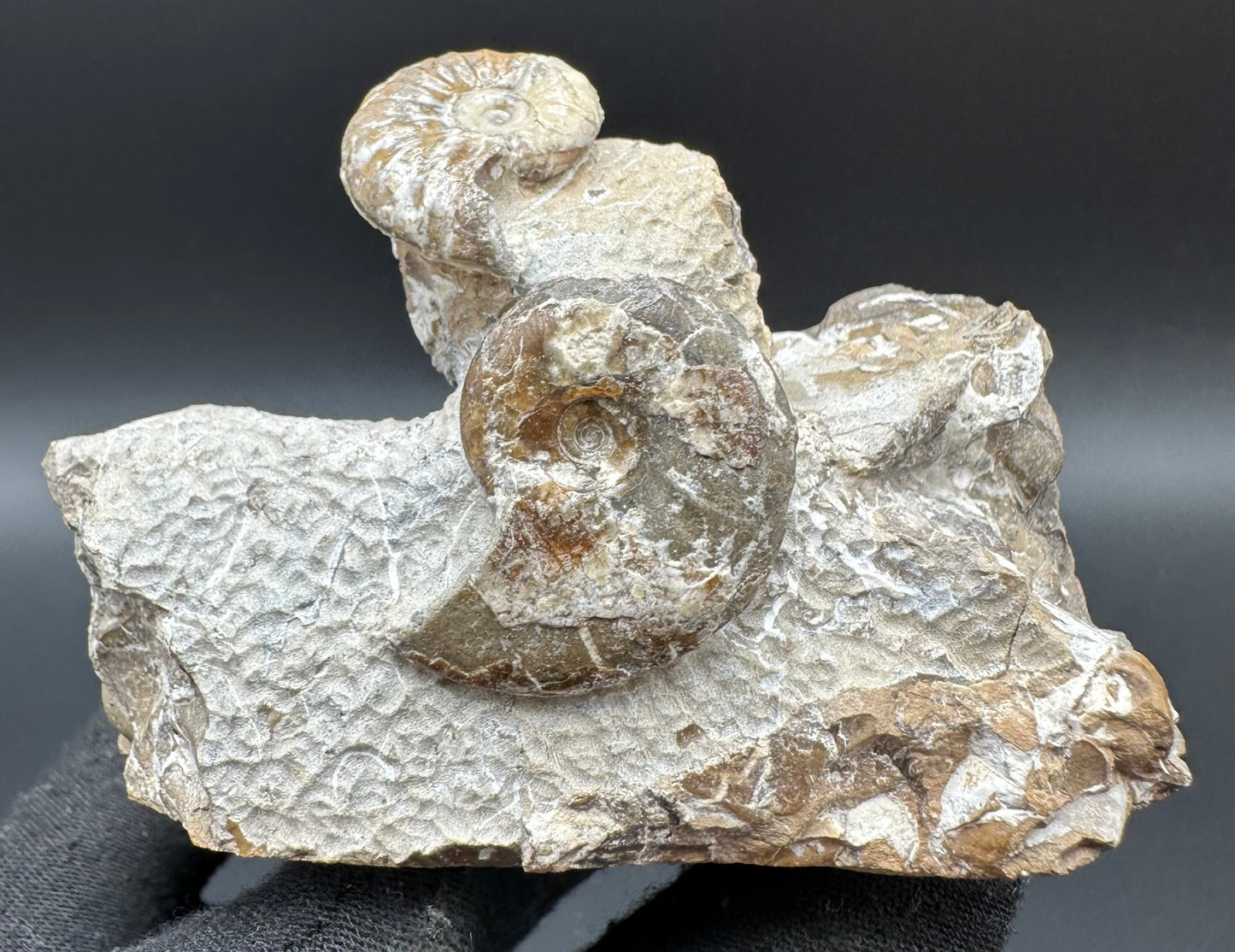 Amaltheus striatus ammonite fossil with box and stand - Whitby, North Yorkshire Jurassic Coast Yorkshire Fossils