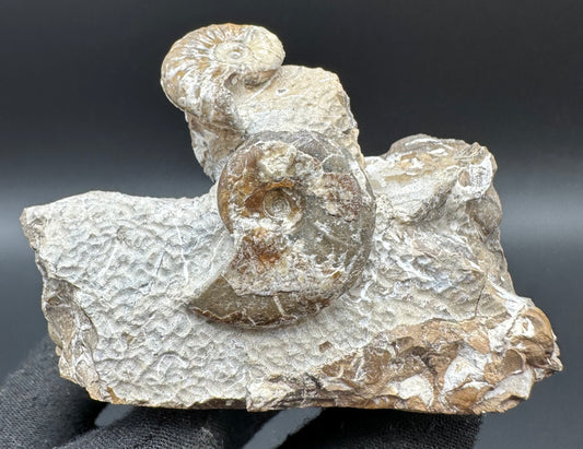 Amaltheus striatus ammonite fossil with box and stand - Whitby, North Yorkshire Jurassic Coast Yorkshire Fossils