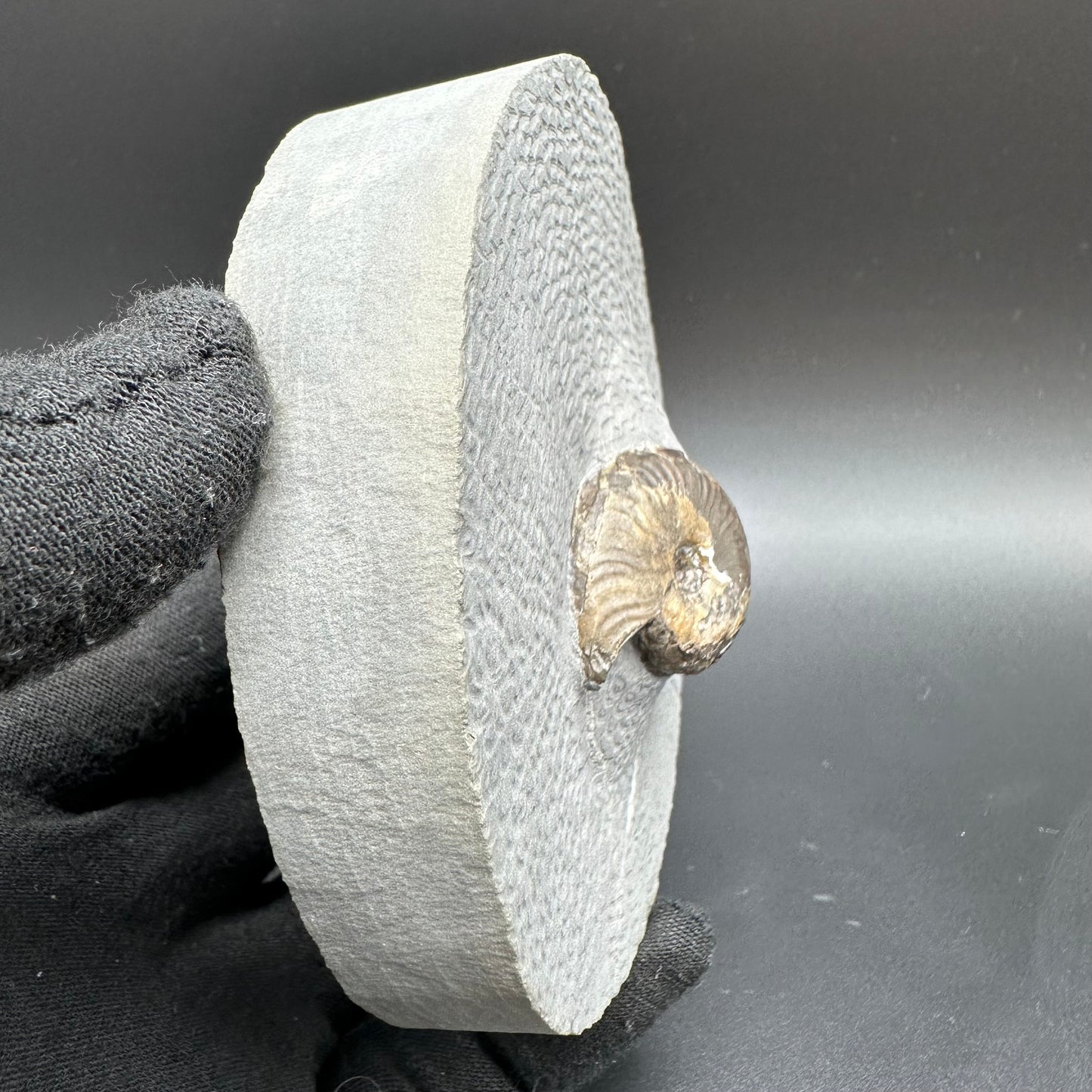 Eleganticeras Elegantulum ammonite with box and stand - Whitby, North Yorkshire Jurassic Coast, Yorkshire Fossils