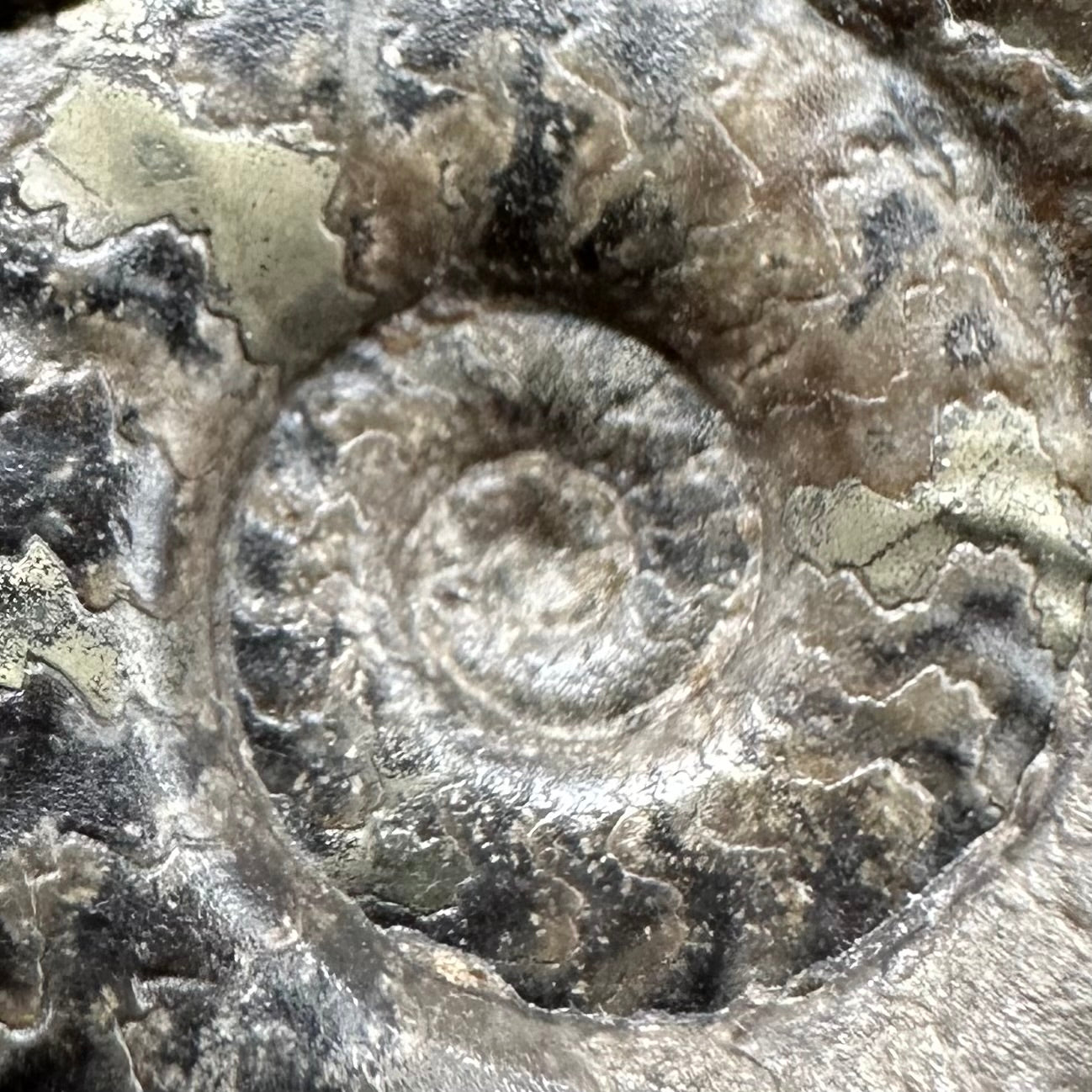 Grammoceras thoaurense Ammonite shell fossil with box and stand - Whitby, North Yorkshire, Yorkshire Fossils from the Jurassic Coast