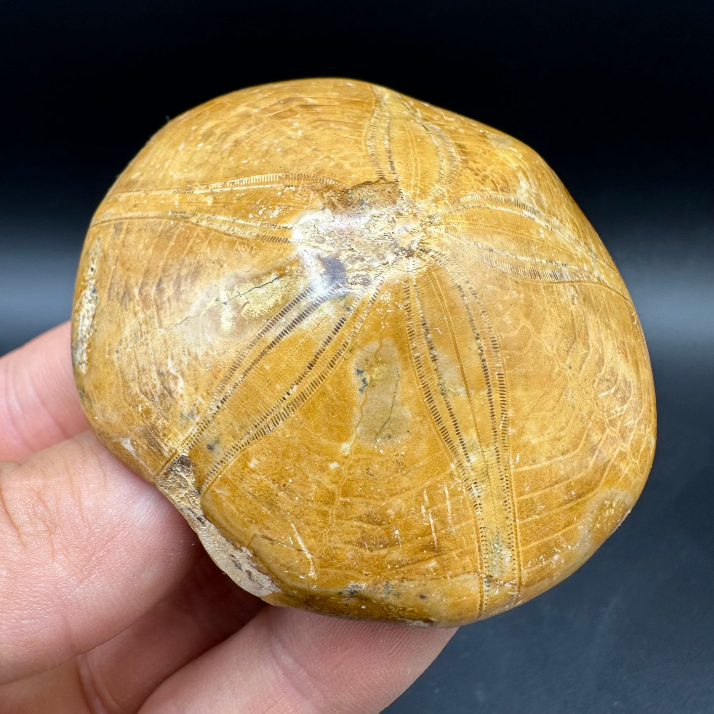 Holectypus Sea Urchin Fossil With Box And Stand - Middle Jurassic Madagascar