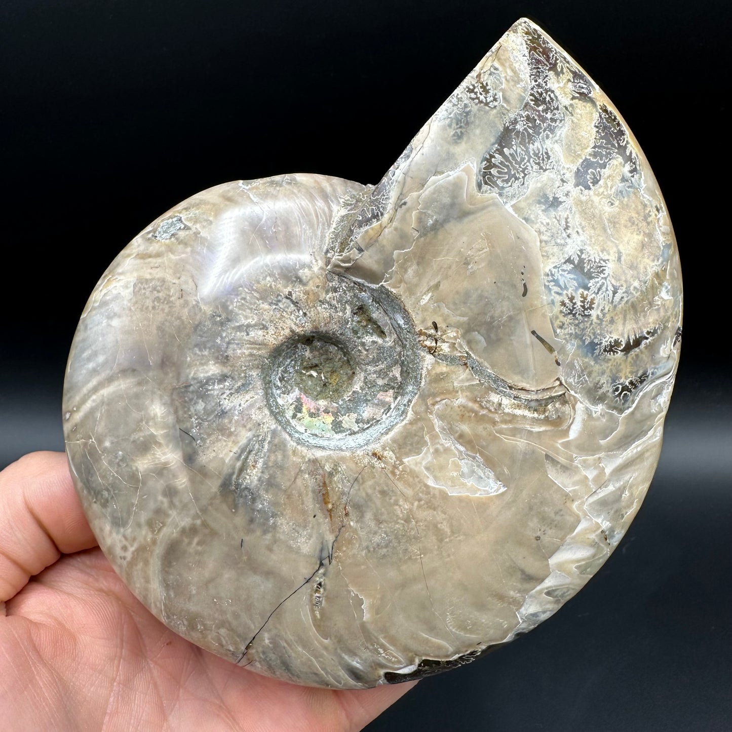 Cleoniceras Ammonite Fossil With Stand - Cretaceous Ammonite Madagascar