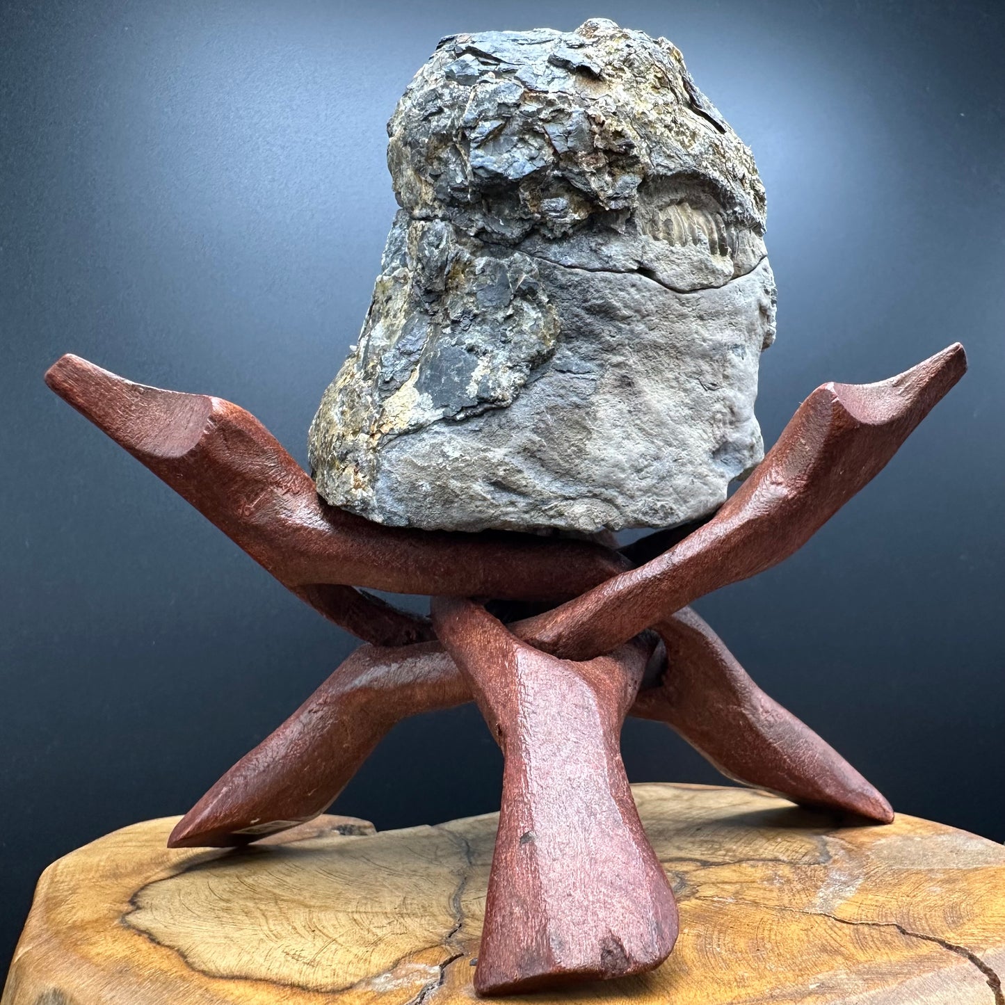 Dactylioceras Ammonite nodule (split pair) Fossil With Stand - Whitby, North Yorkshire Jurassic Coast Yorkshire Fossils