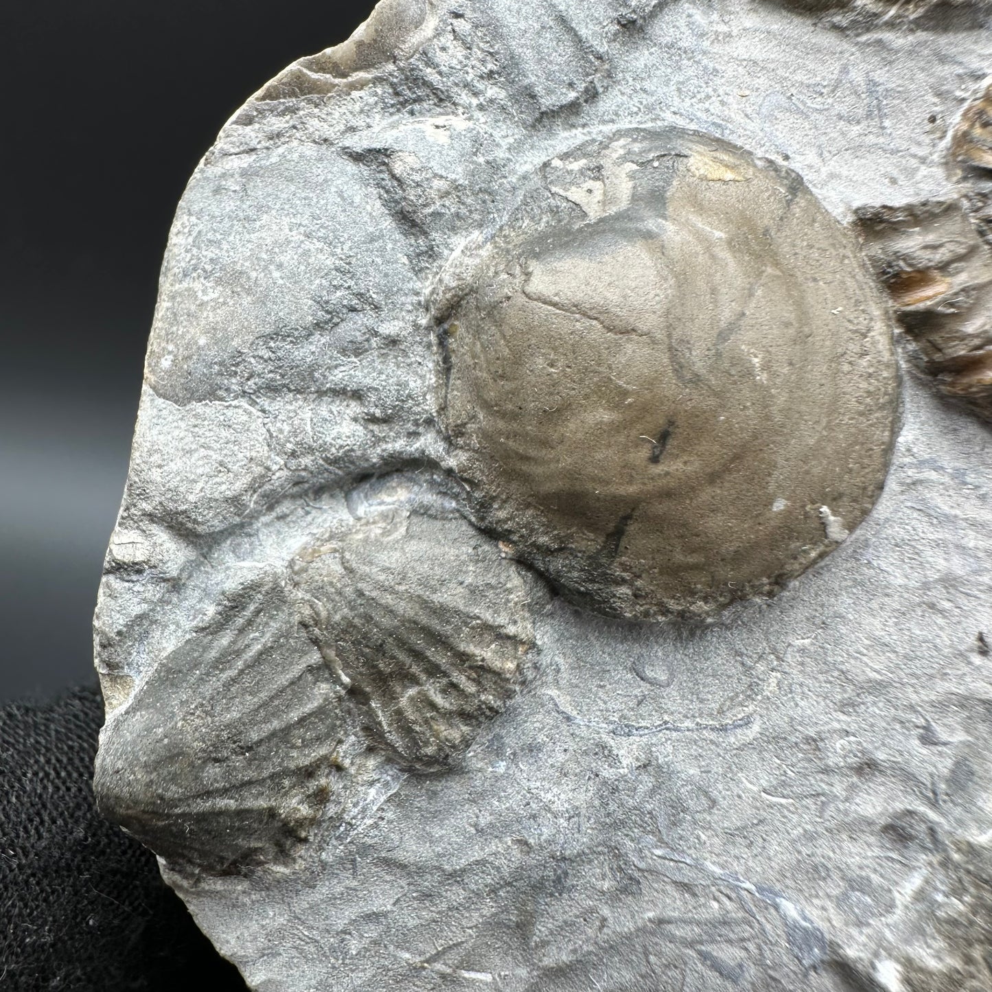 Androgynoceras capricornus Ammonite fossil with box and stand - Whitby, North Yorkshire Jurassic Coast Yorkshire Fossils