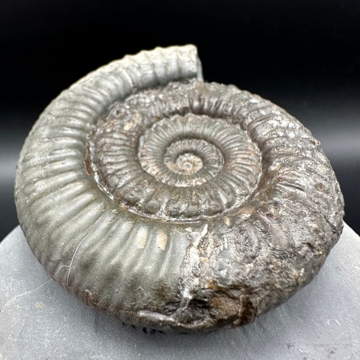 Peronoceras fibulatum Ammonite fossil with box and stand - Whitby, North Yorkshire Jurassic Coast Yorkshire Fossils
