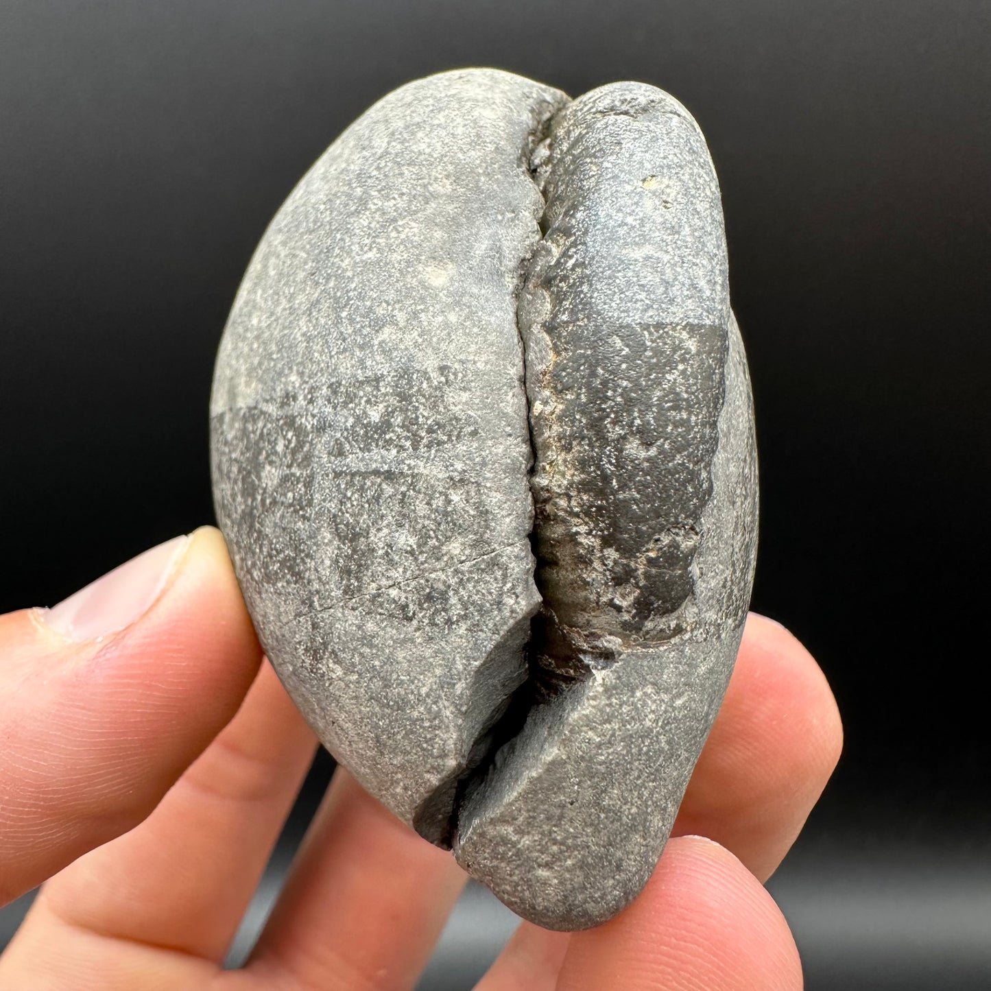 Dactylioceras Ammonite nodule (split pair) Fossil With Box And Stand - Whitby, North Yorkshire Jurassic Coast Yorkshire Fossils
