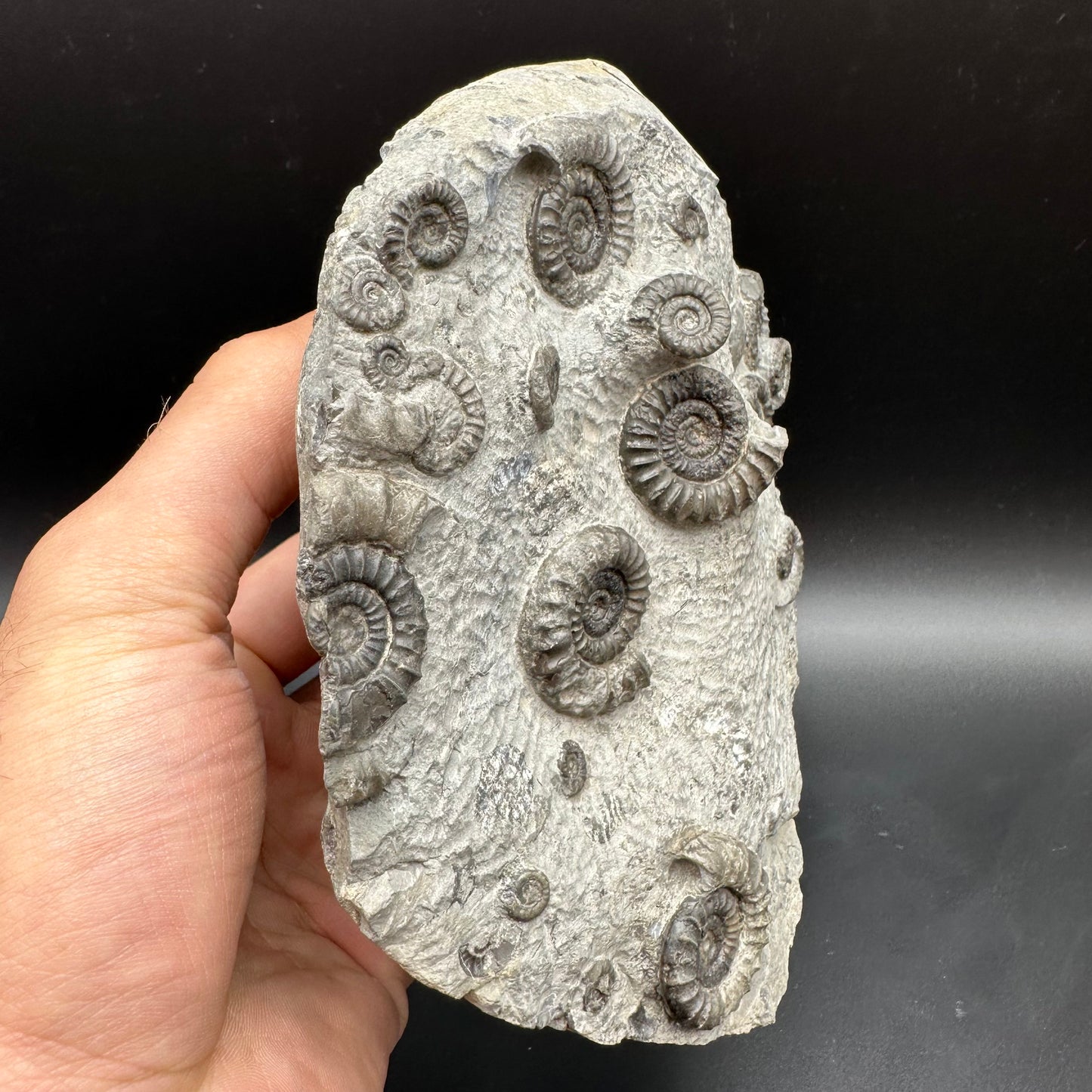 Arnioceras ammonite shell fossil with stand - Whitby, North Yorkshire Jurassic Coast Yorkshire Fossils
