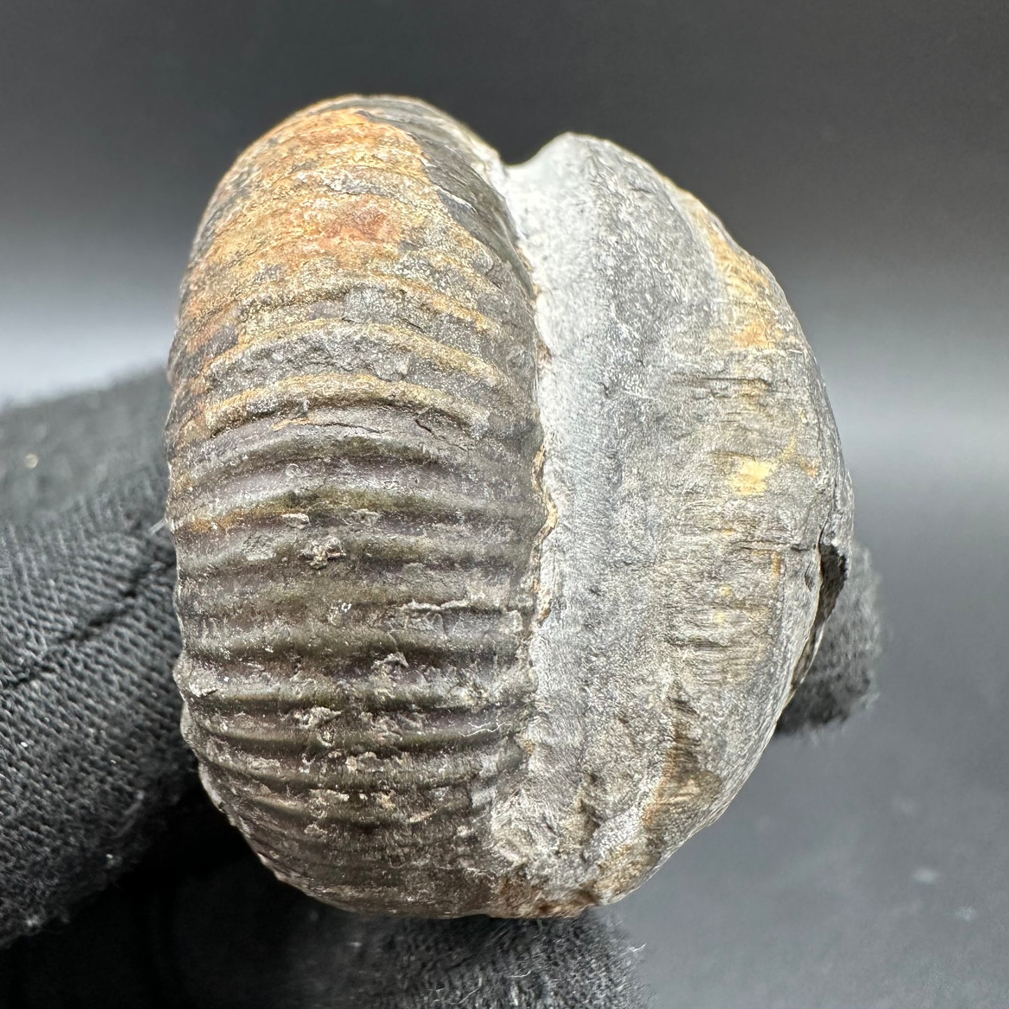 Catacoeloceras Sp. ammonite fossil with box and stand- Whitby, North Yorkshire Jurassic Coast Yorkshire Fossils