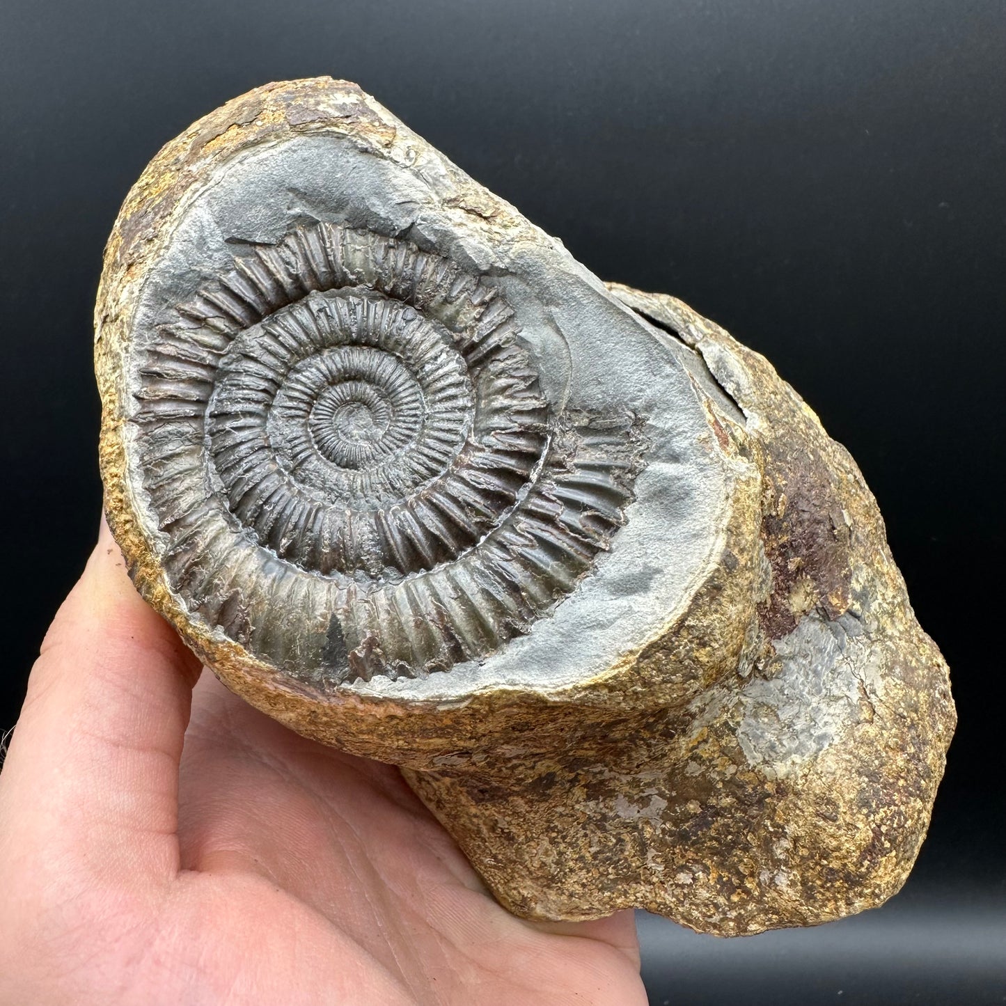 Dactylioceras Ammonite nodule (split pair) Fossil With Stand - Whitby, North Yorkshire Jurassic Coast Yorkshire Fossils