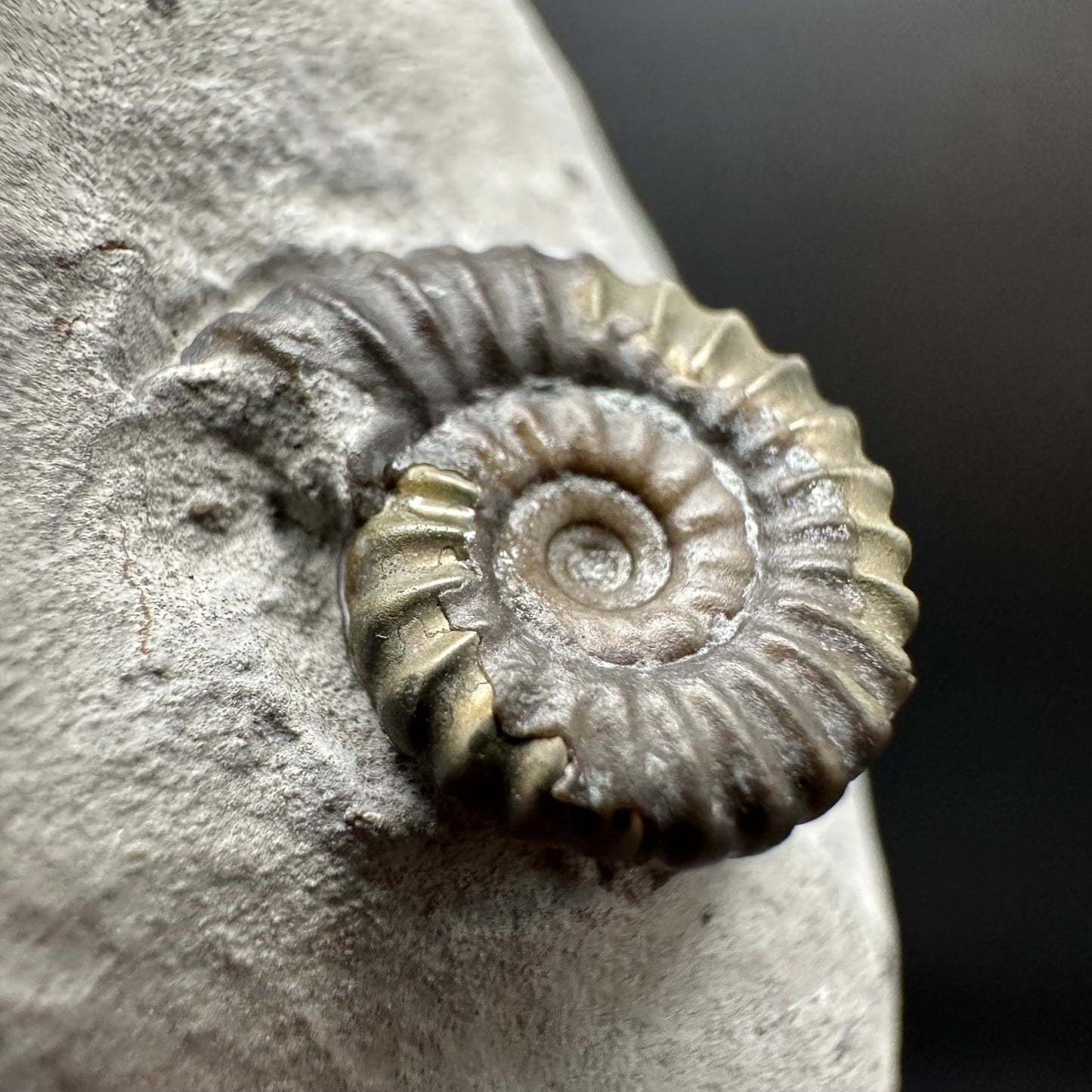 Promicroceras Ammonite shell fossil with box and stand - Whitby, North Yorkshire Jurassic Coast Yorkshire Fossils