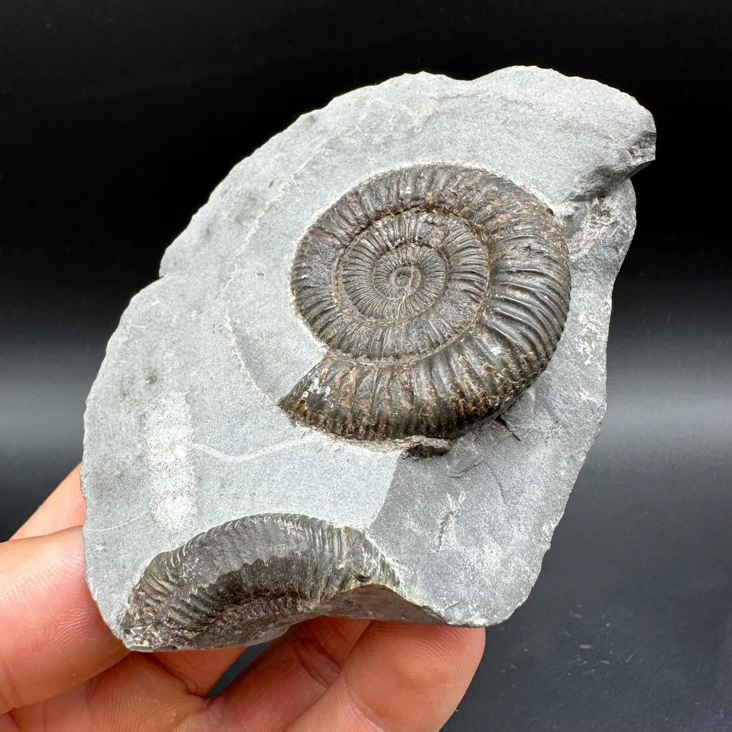 Dactylioceras Ammonite Fossil With Box And Stand - Whitby, North Yorkshire Jurassic Coast Yorkshire Fossils