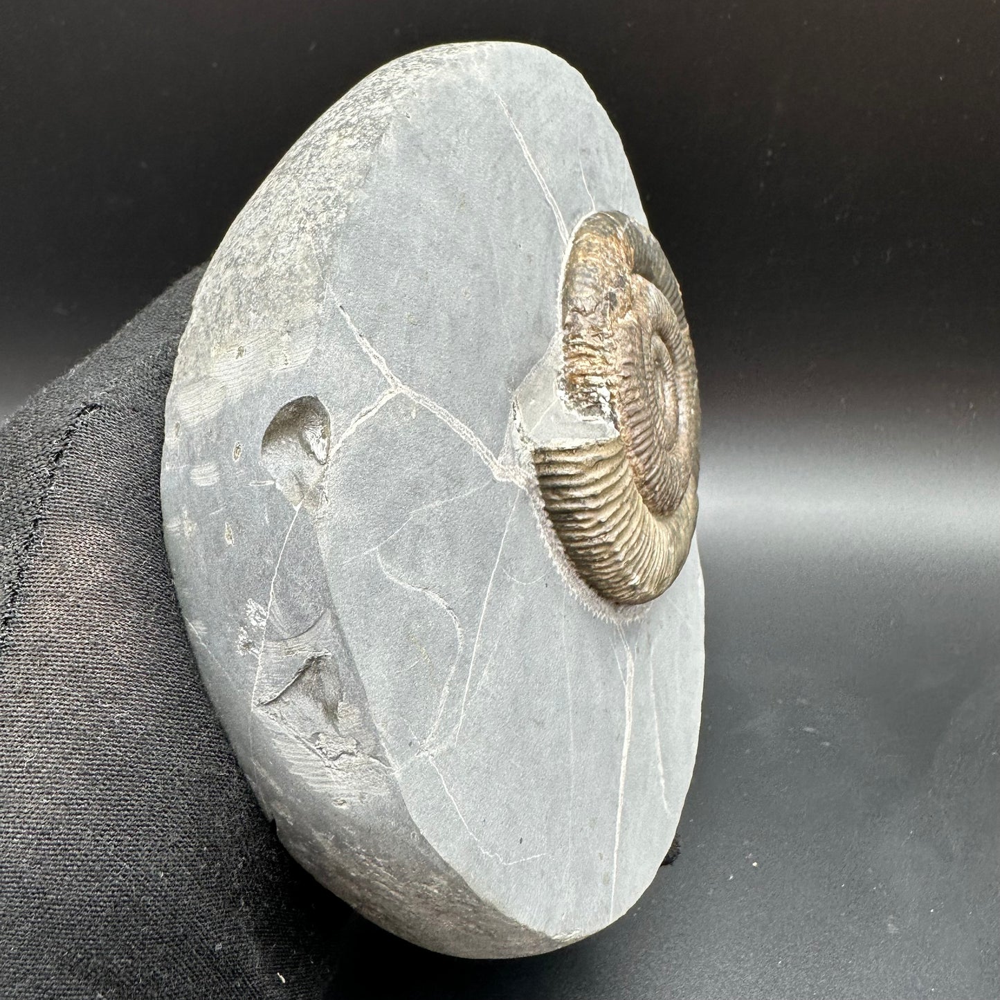 Zugodactylites Ammonite fossil with stand - Whitby, North Yorkshire Jurassic Coast, Yorkshire fossils